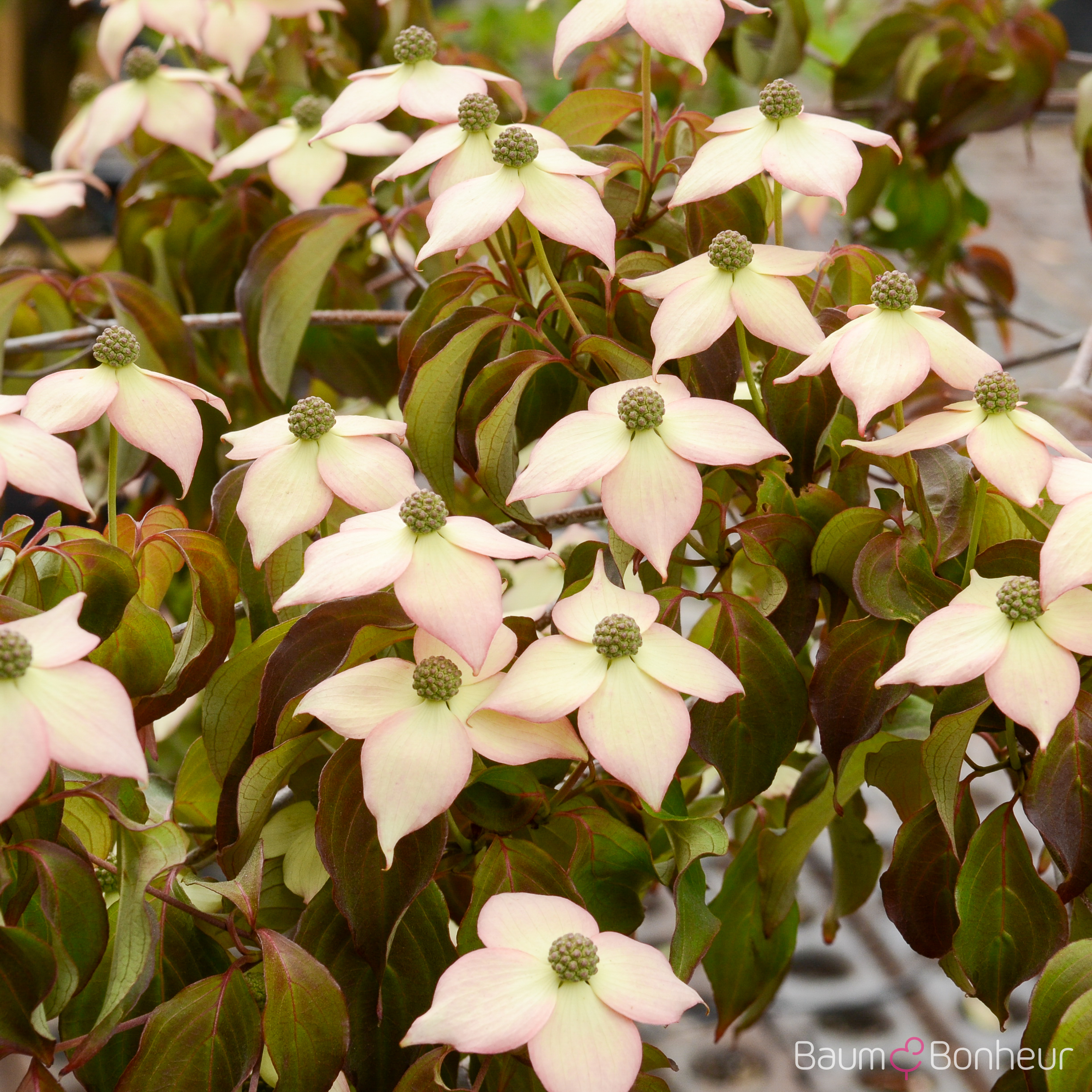 Cornus kousa 'Cappuccino'