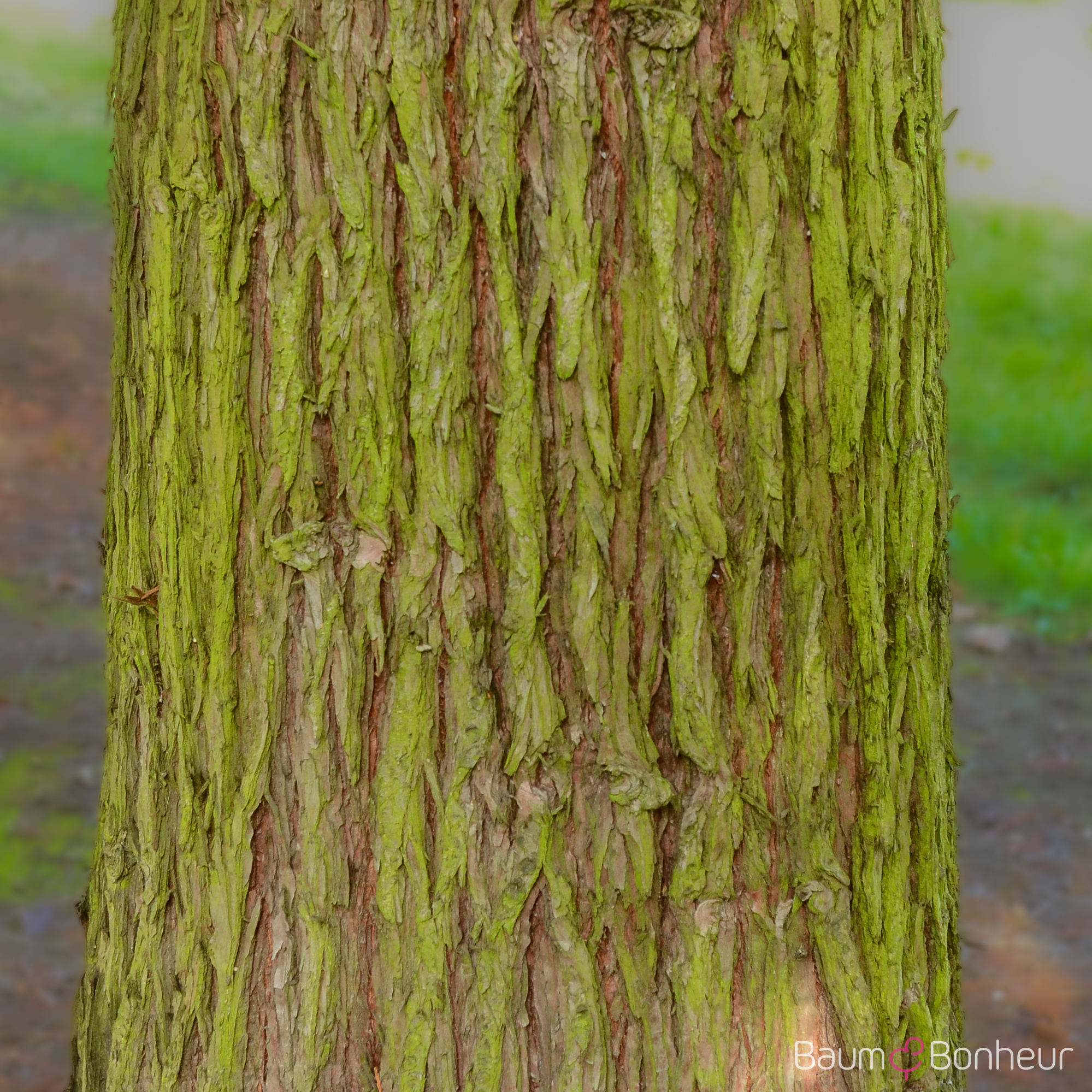 Sequoiadendron giganteum