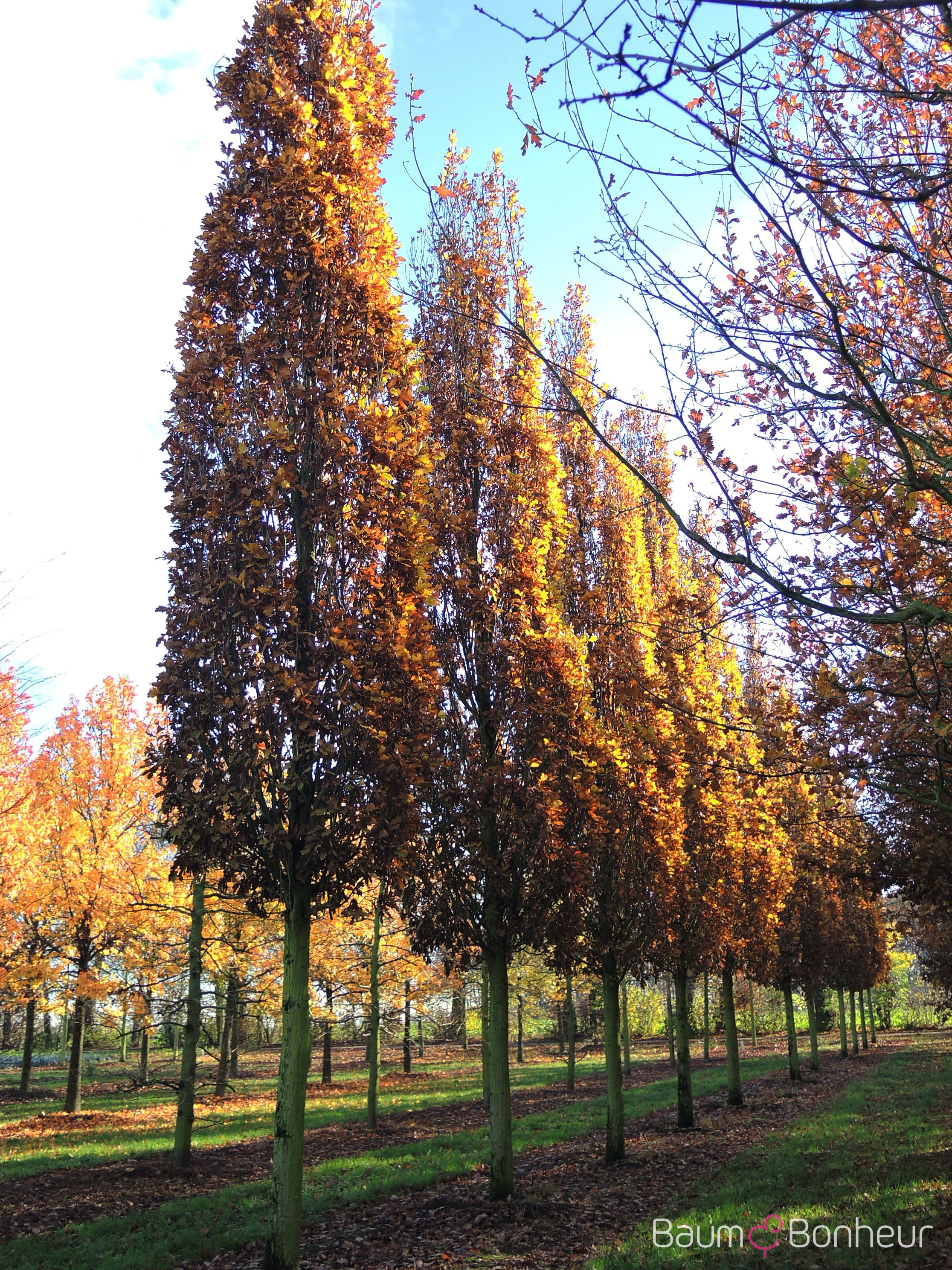 Quercus robur 'Fastigiata Dila'
