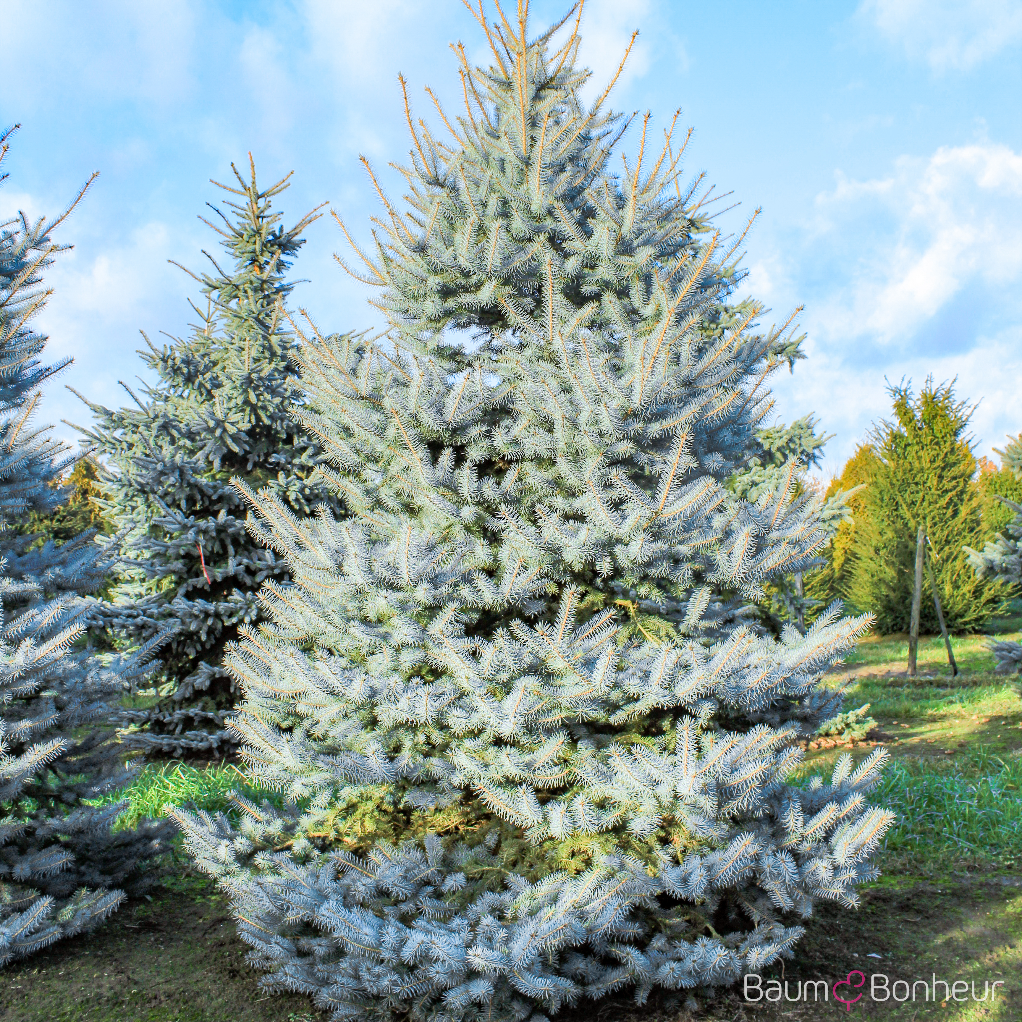 Picea pungens 'Hoopsii'