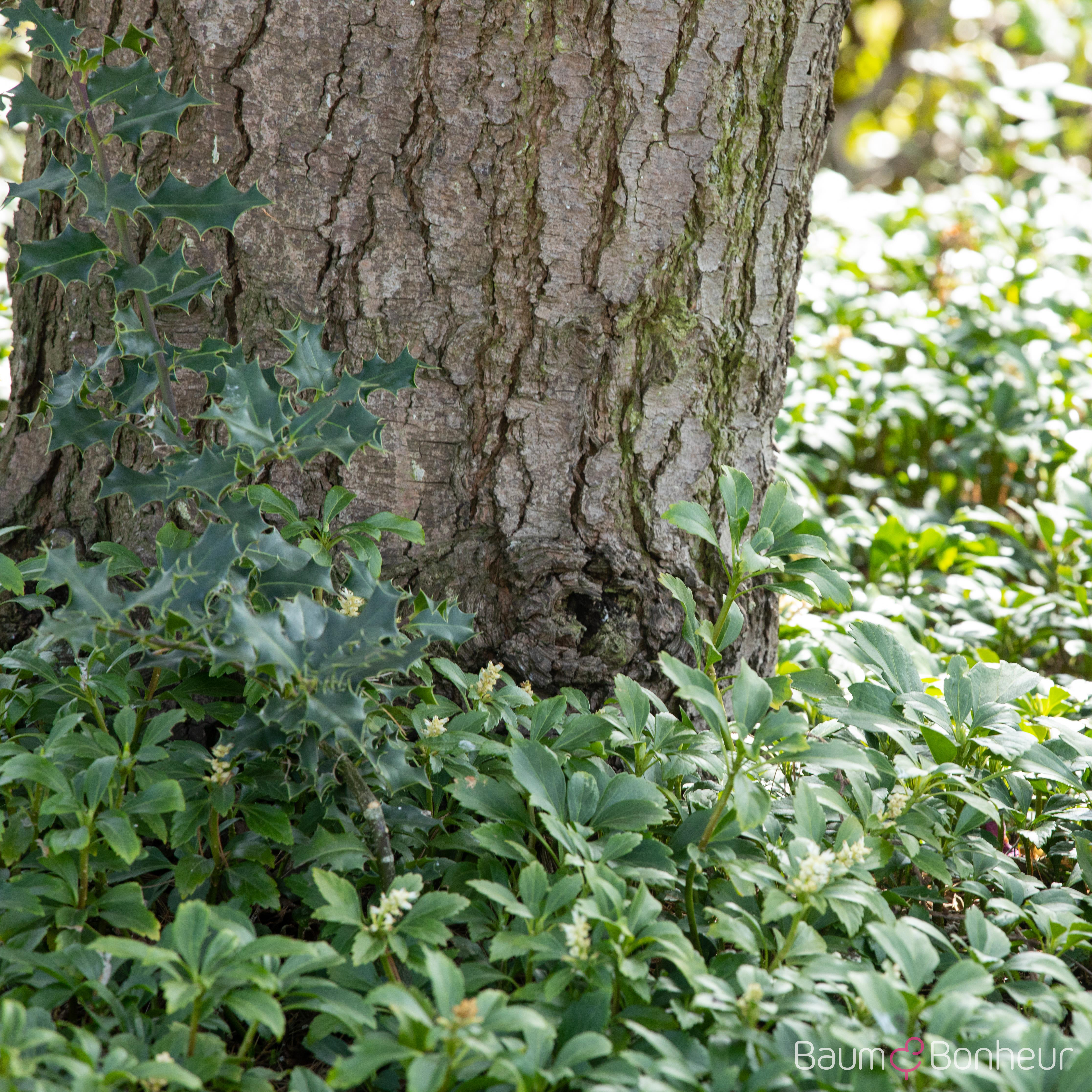Pachysandra terminalis