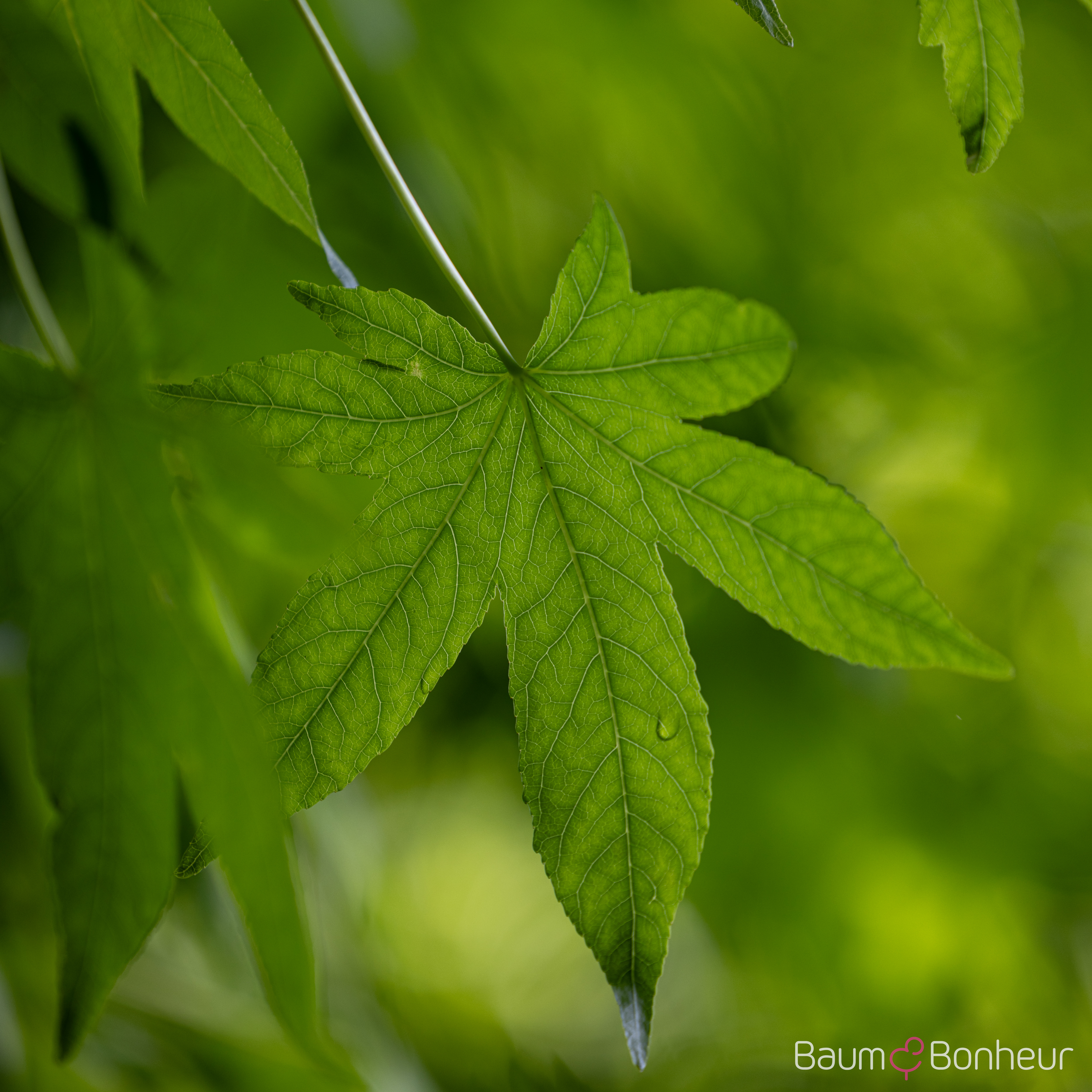 Liquidambar styraciflua