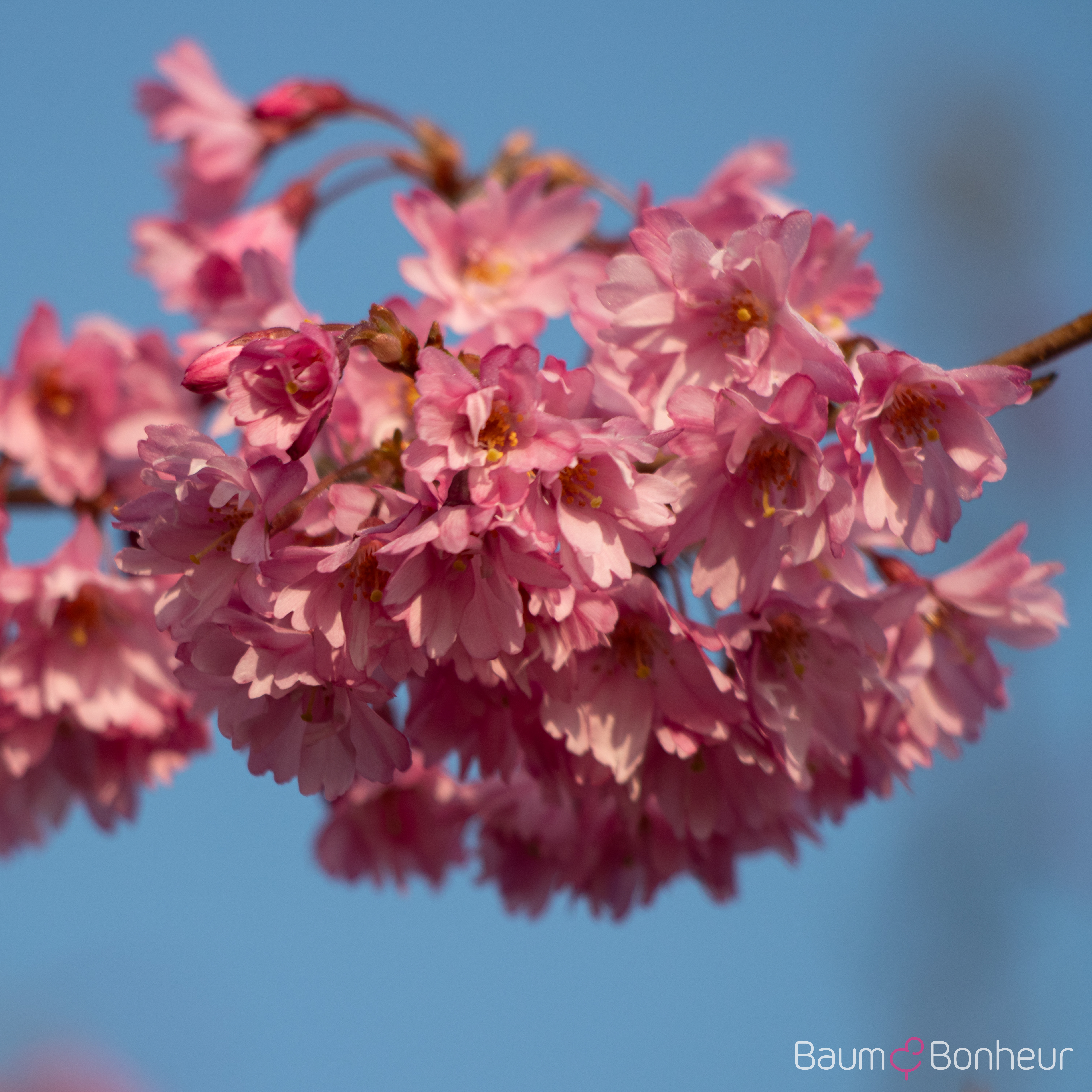 Prunus subhirtella 'Fukubana'