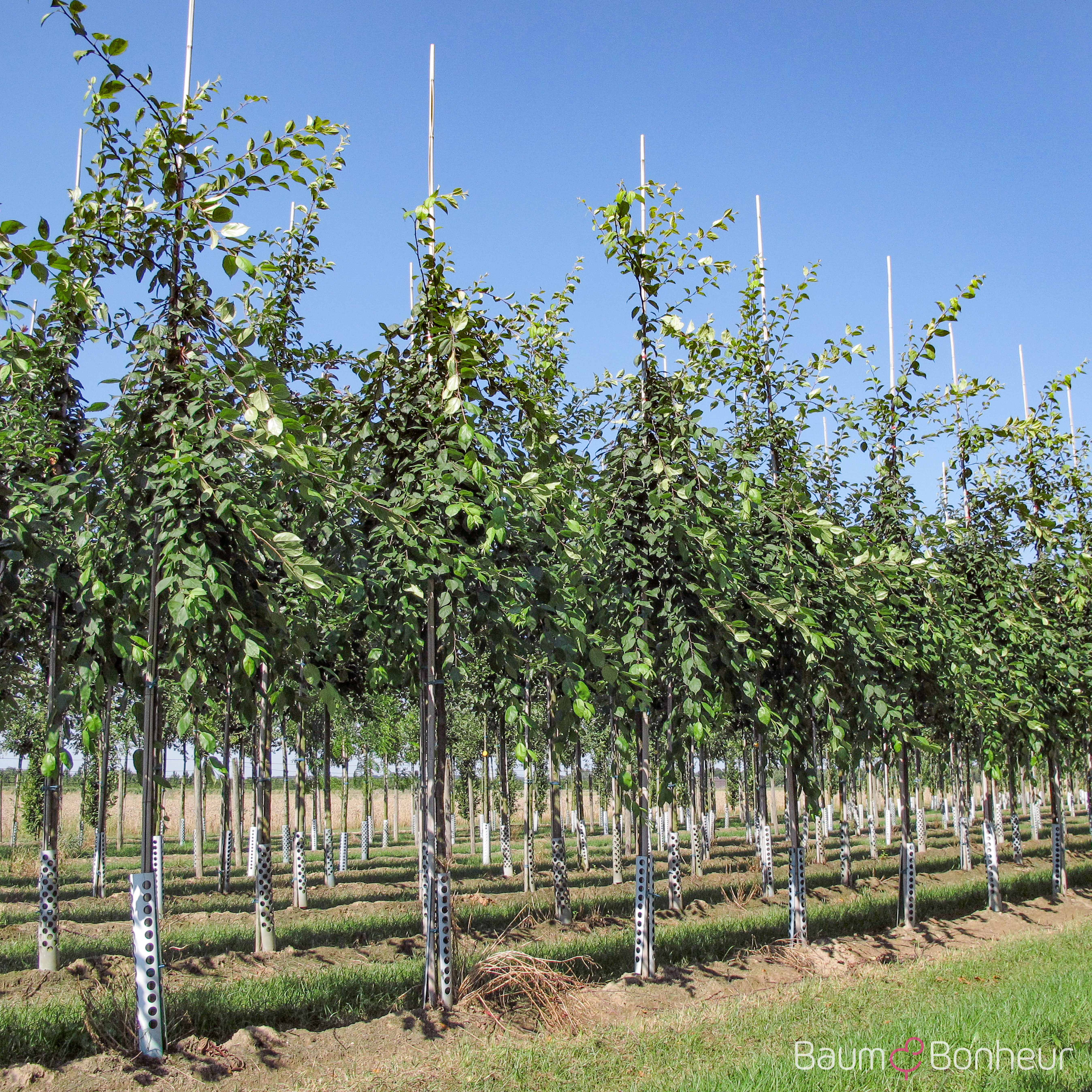 Malus 'Echtermeyer'