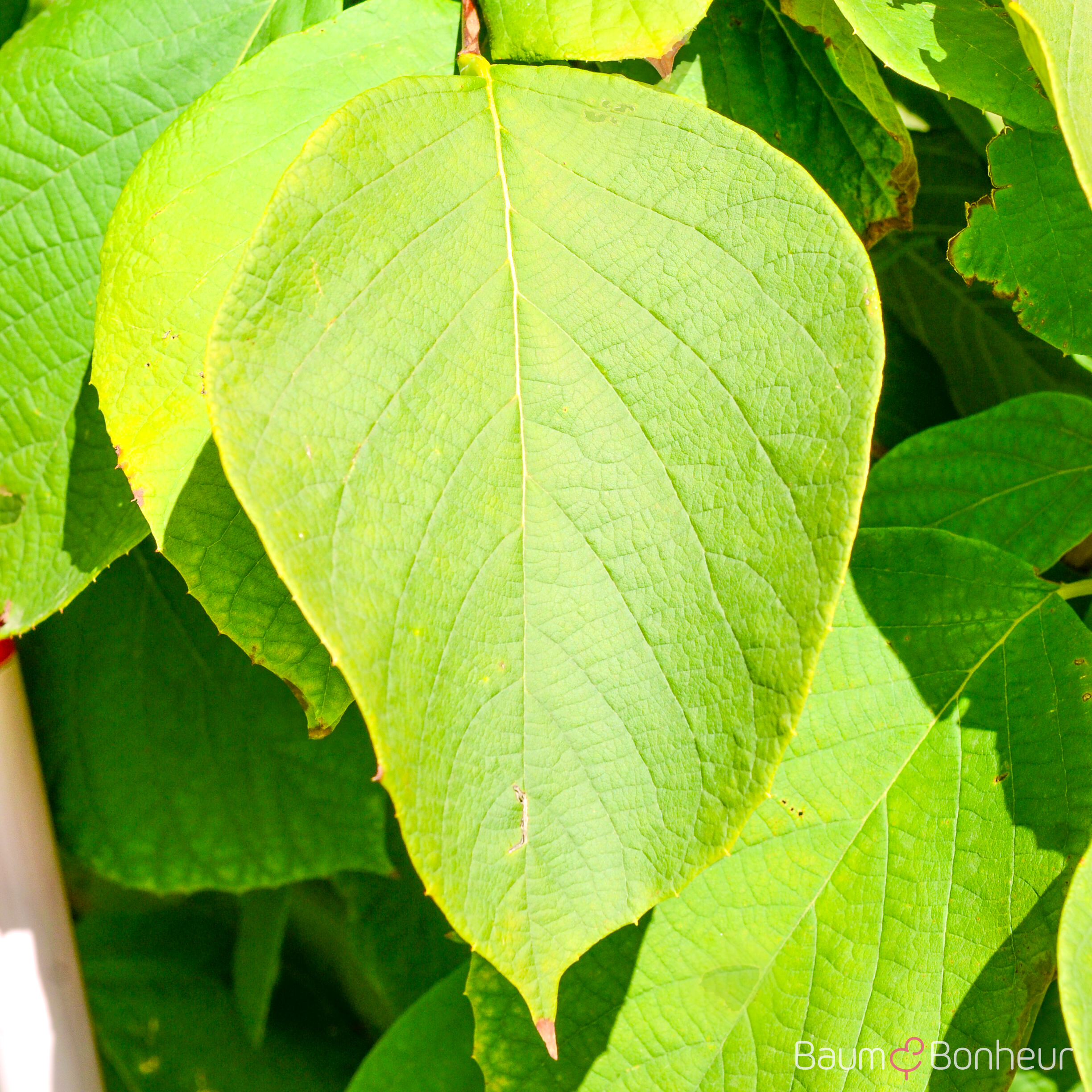 Styrax japonicus