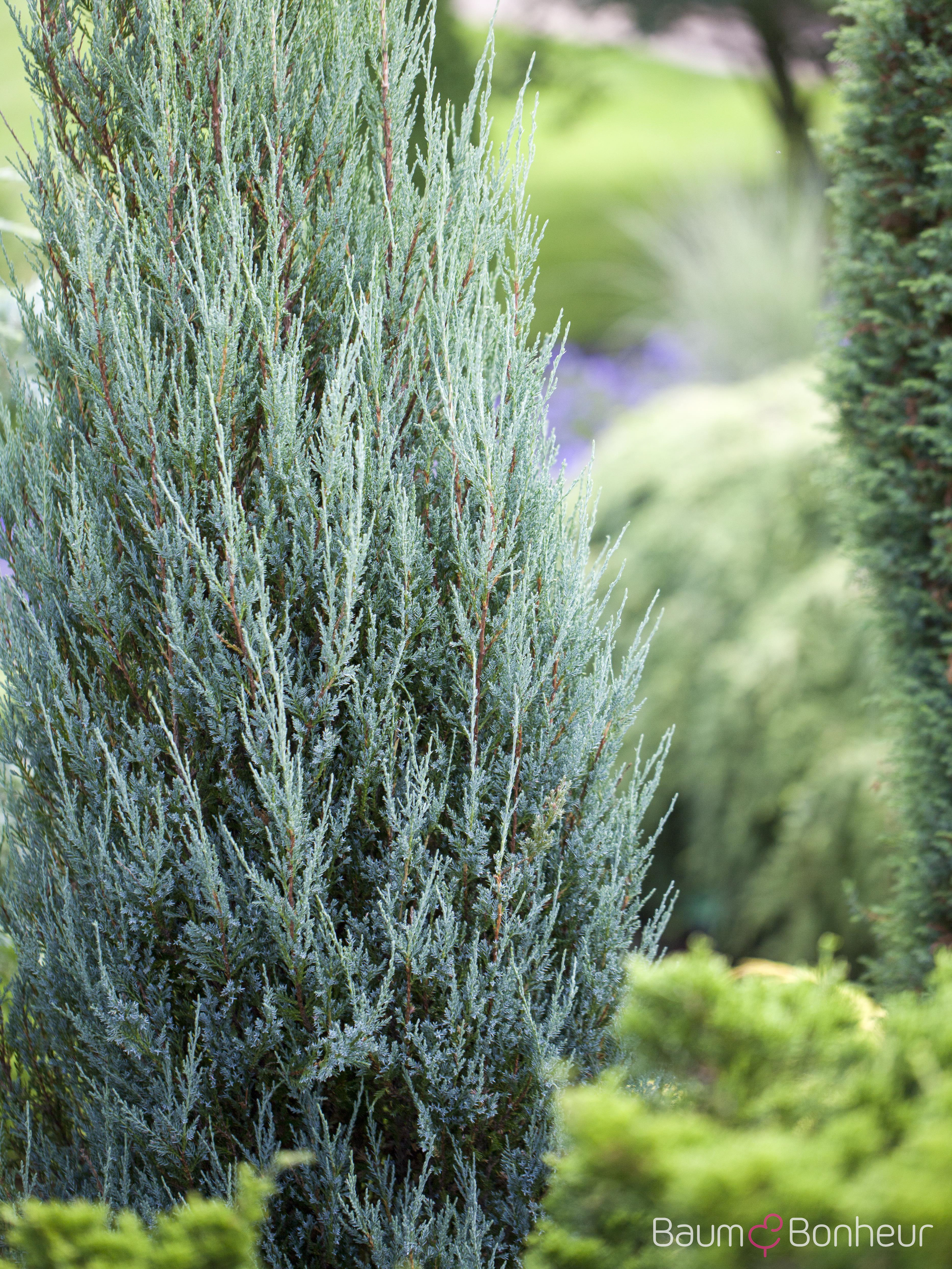 Juniperus scopulorum 'Blue Arrow'
