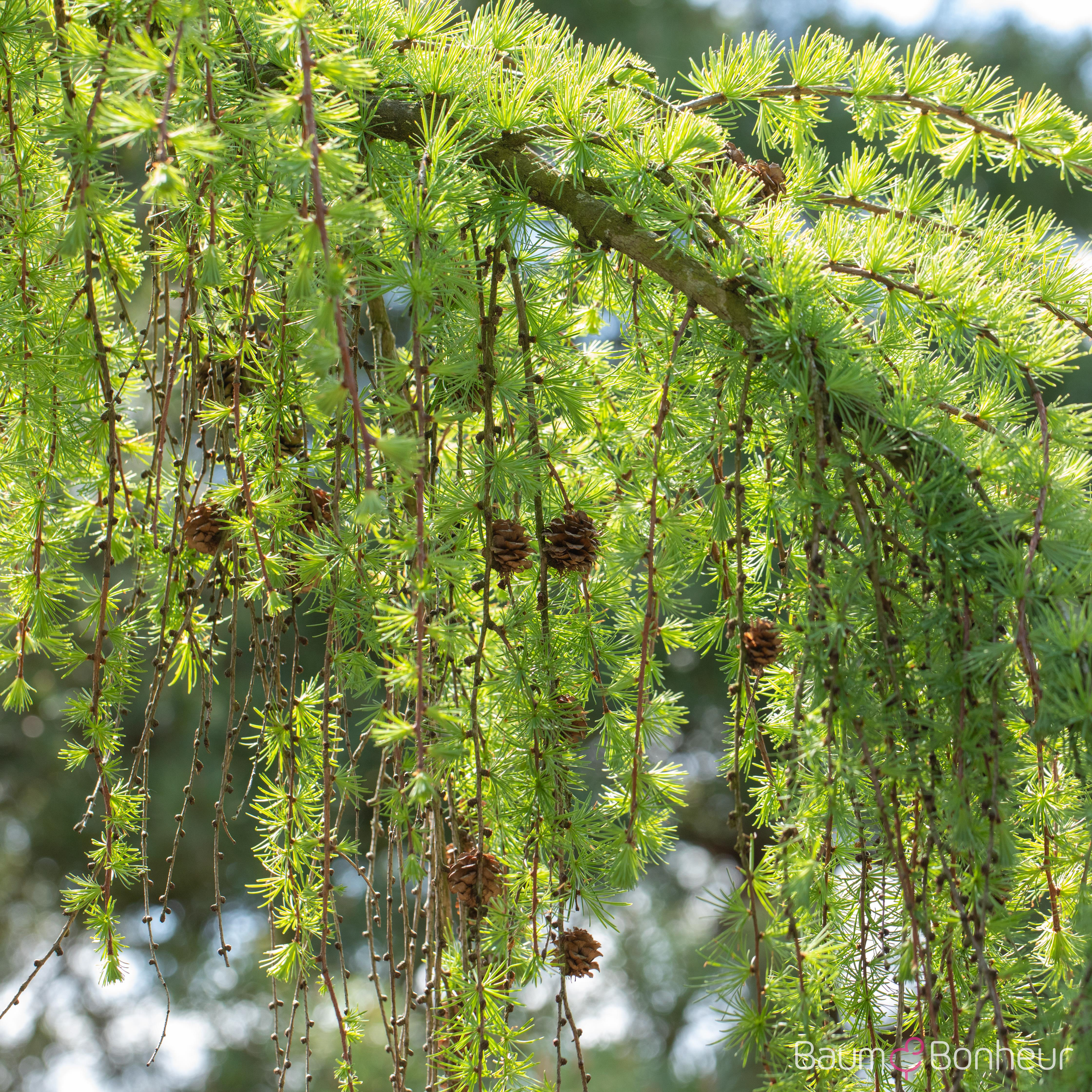 Larix kaempferi 'Pendula'