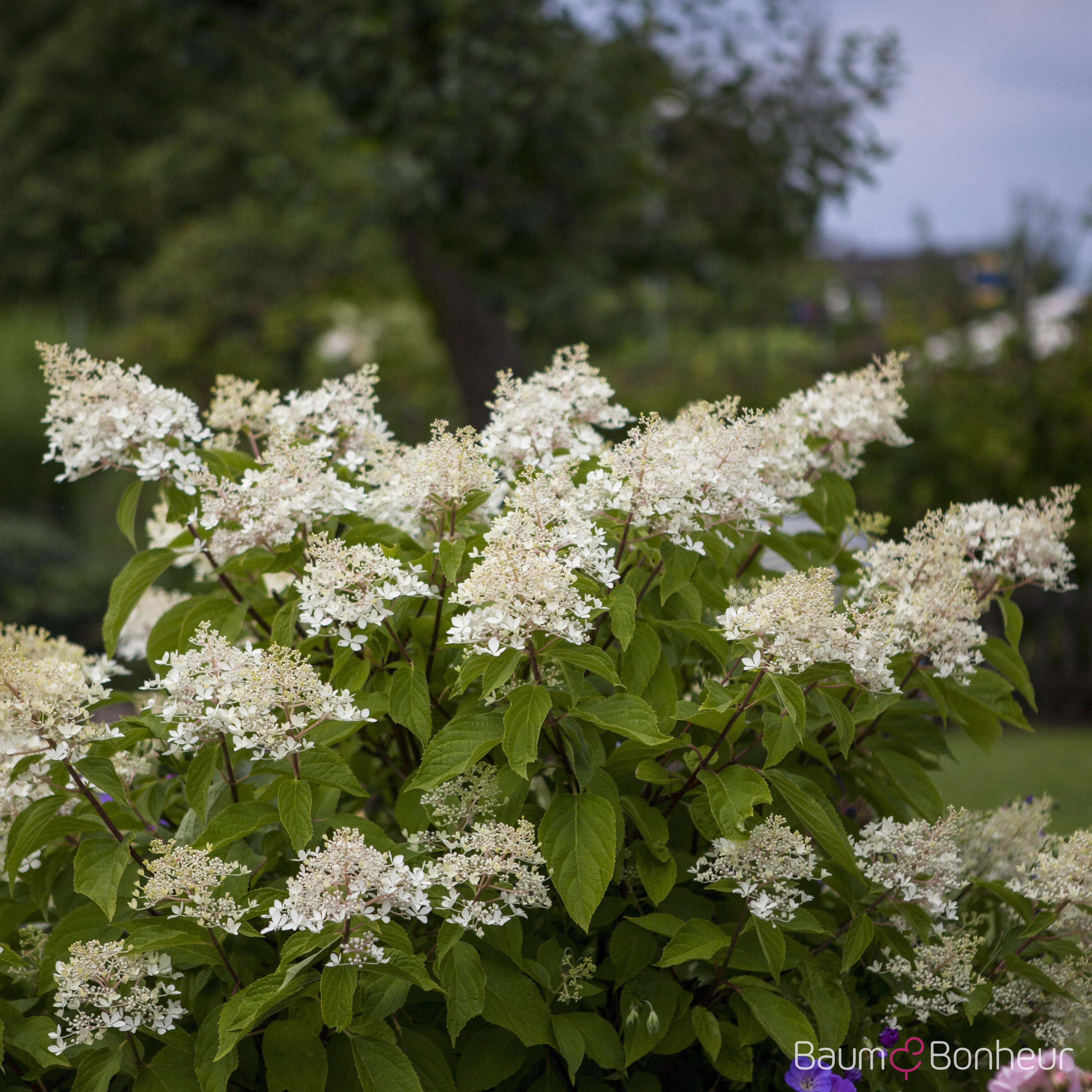Hydrangea paniculata 'Unique'