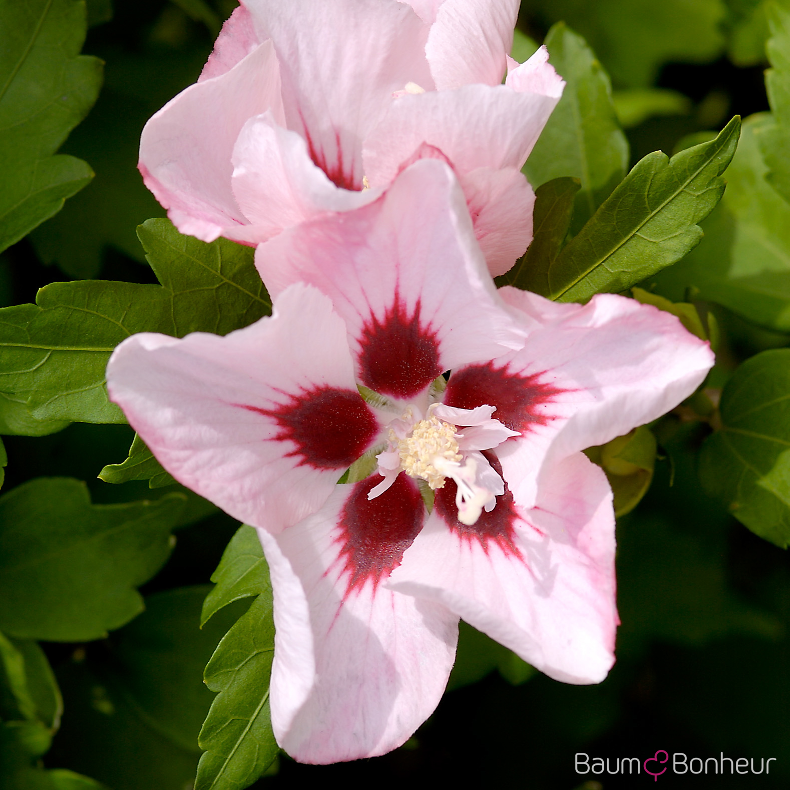 Hibiscus syriacus 'Hamabo'