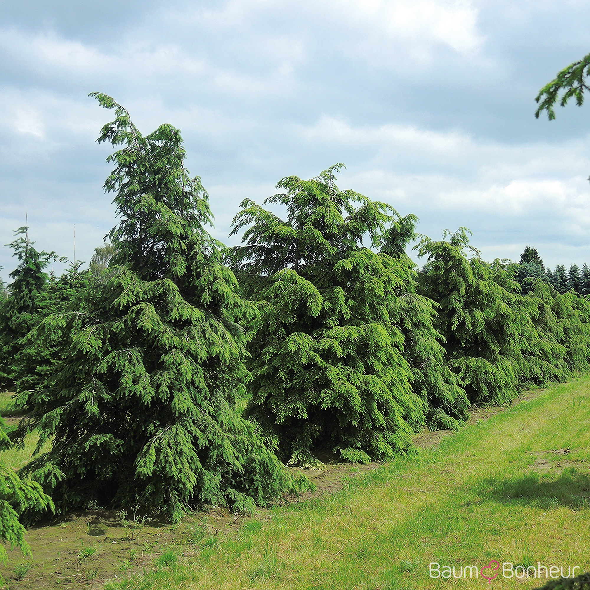 Tsuga canadensis