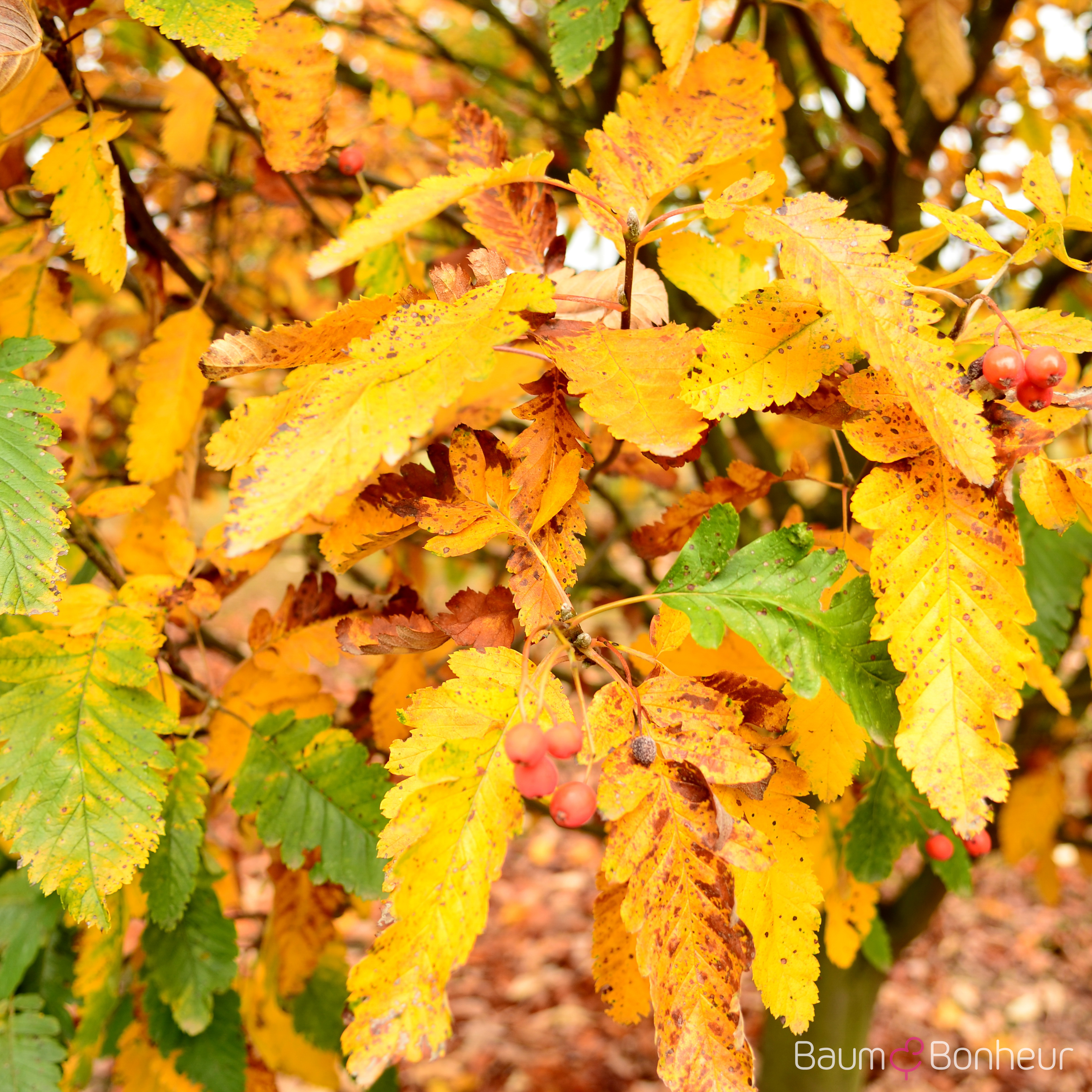 Sorbus thuringiaca 'Fastigiata'
