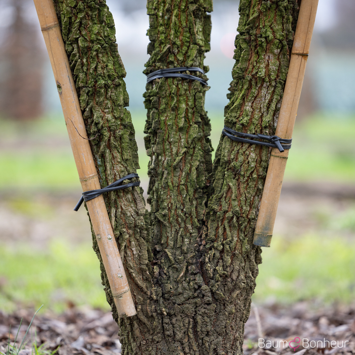 Ulmus minor 'Supercork'