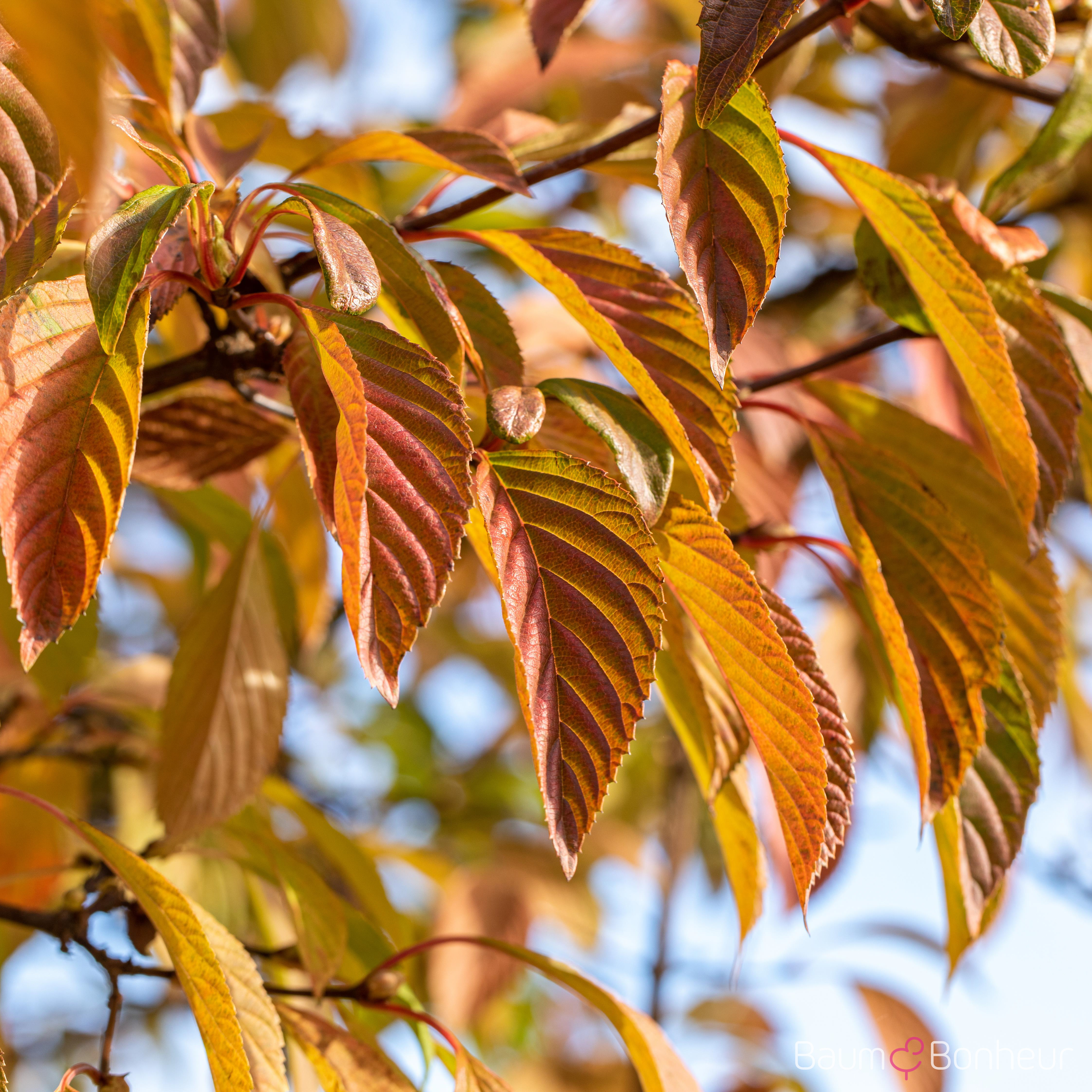 Viburnum plicatum 'Mariesii'