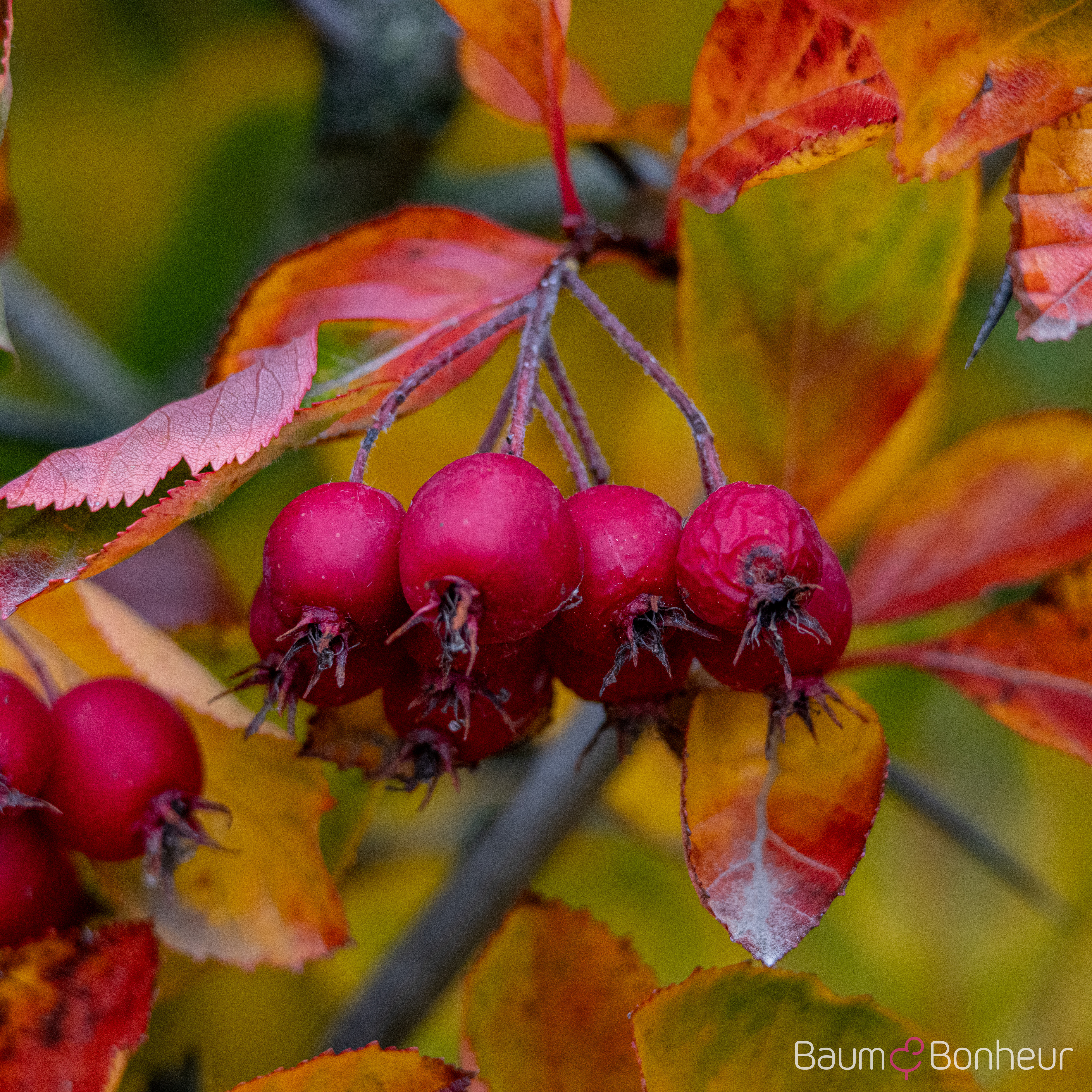 Crataegus persimilis 'Splendens'
