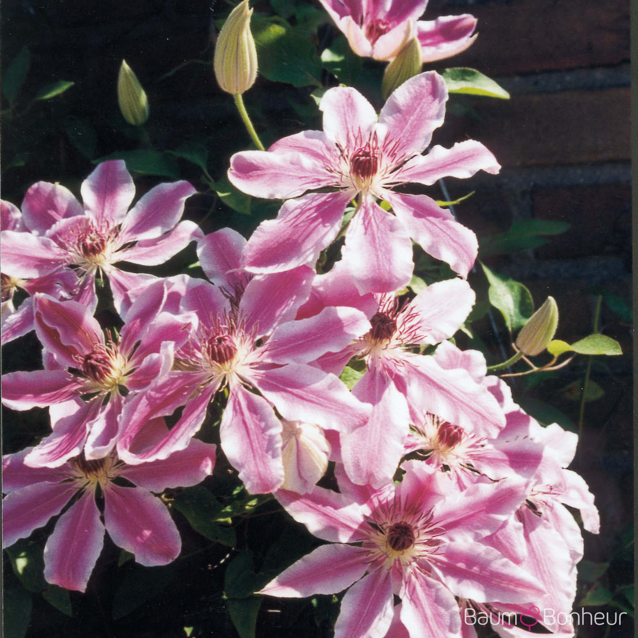 Clematis 'Nelly Moser'