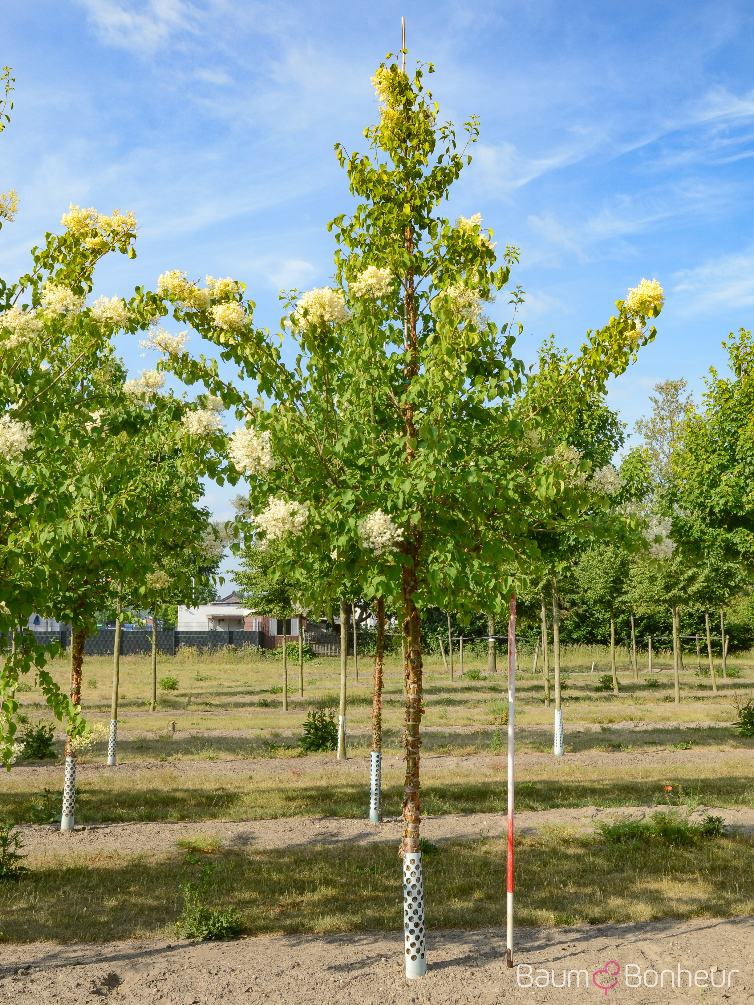 Syringa pekinensis 'China Snow'