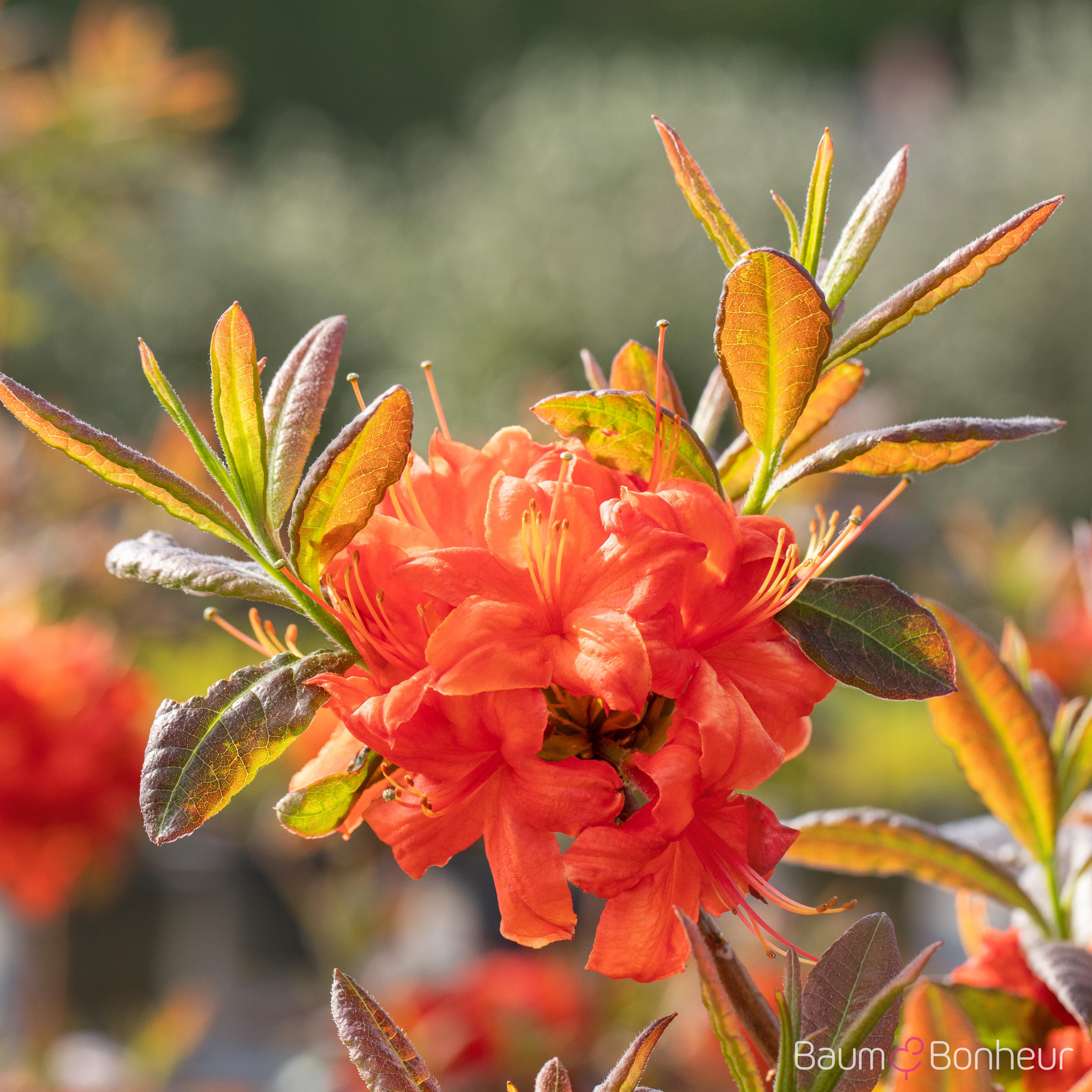 Rhododendron luteum 'Fireball'