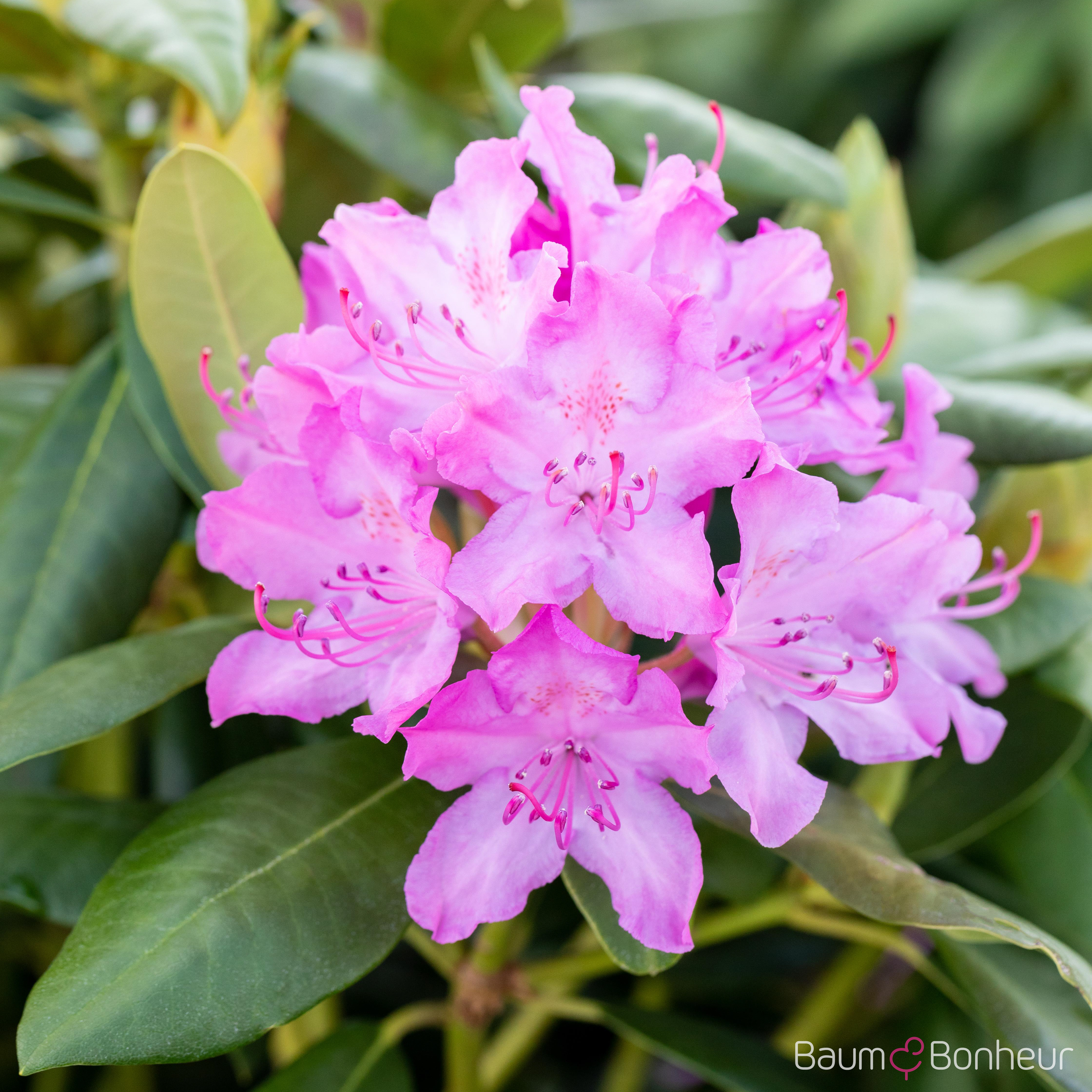 Rhododendron 'Roseum Elegans'