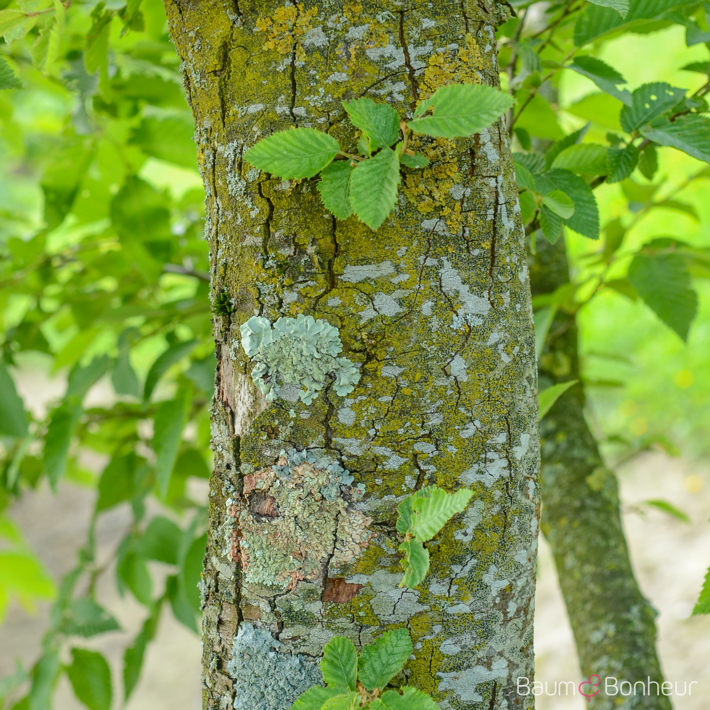 Ostrya carpinifolia
