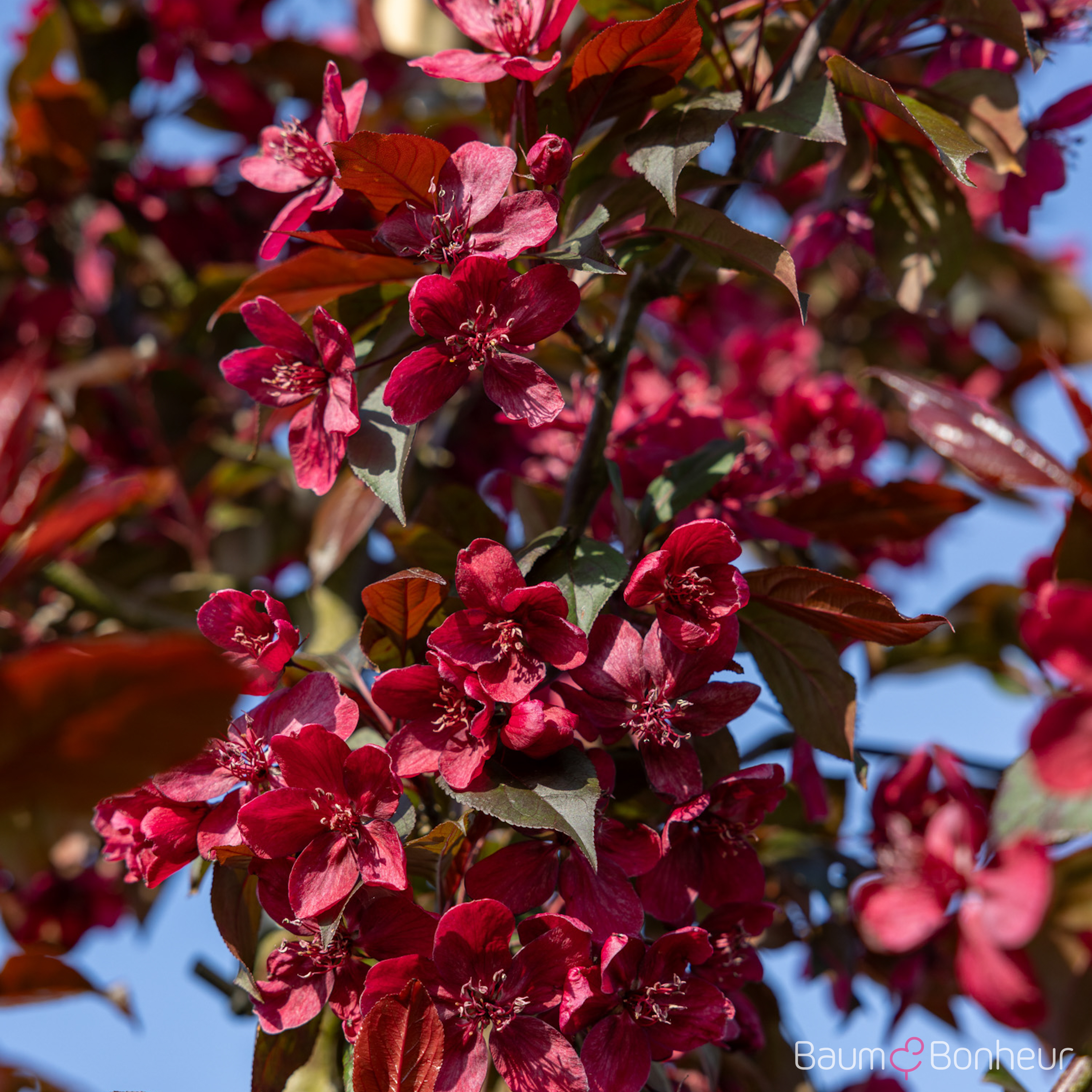 Malus 'Royalty'