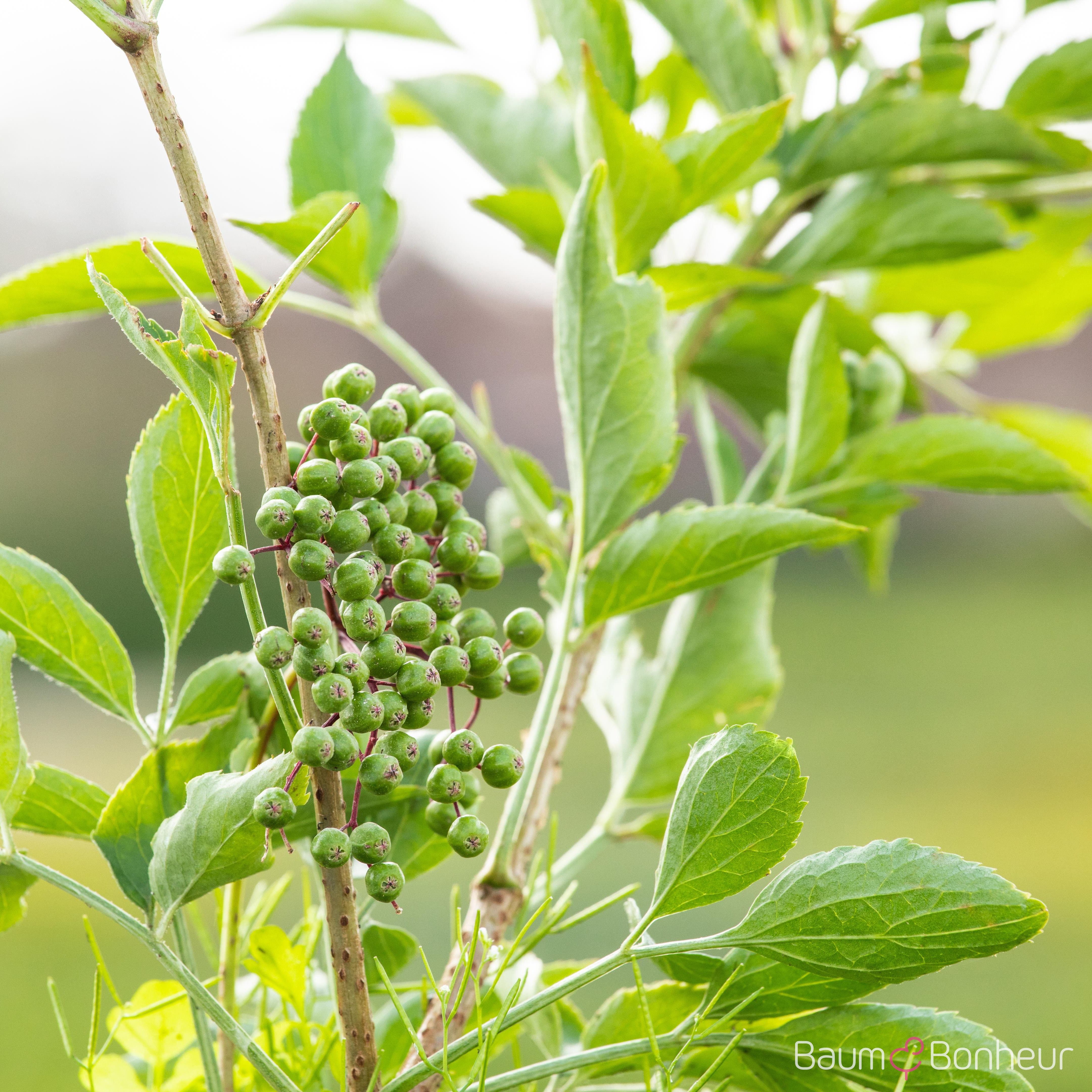 Sambucus nigra 'Haschberg'