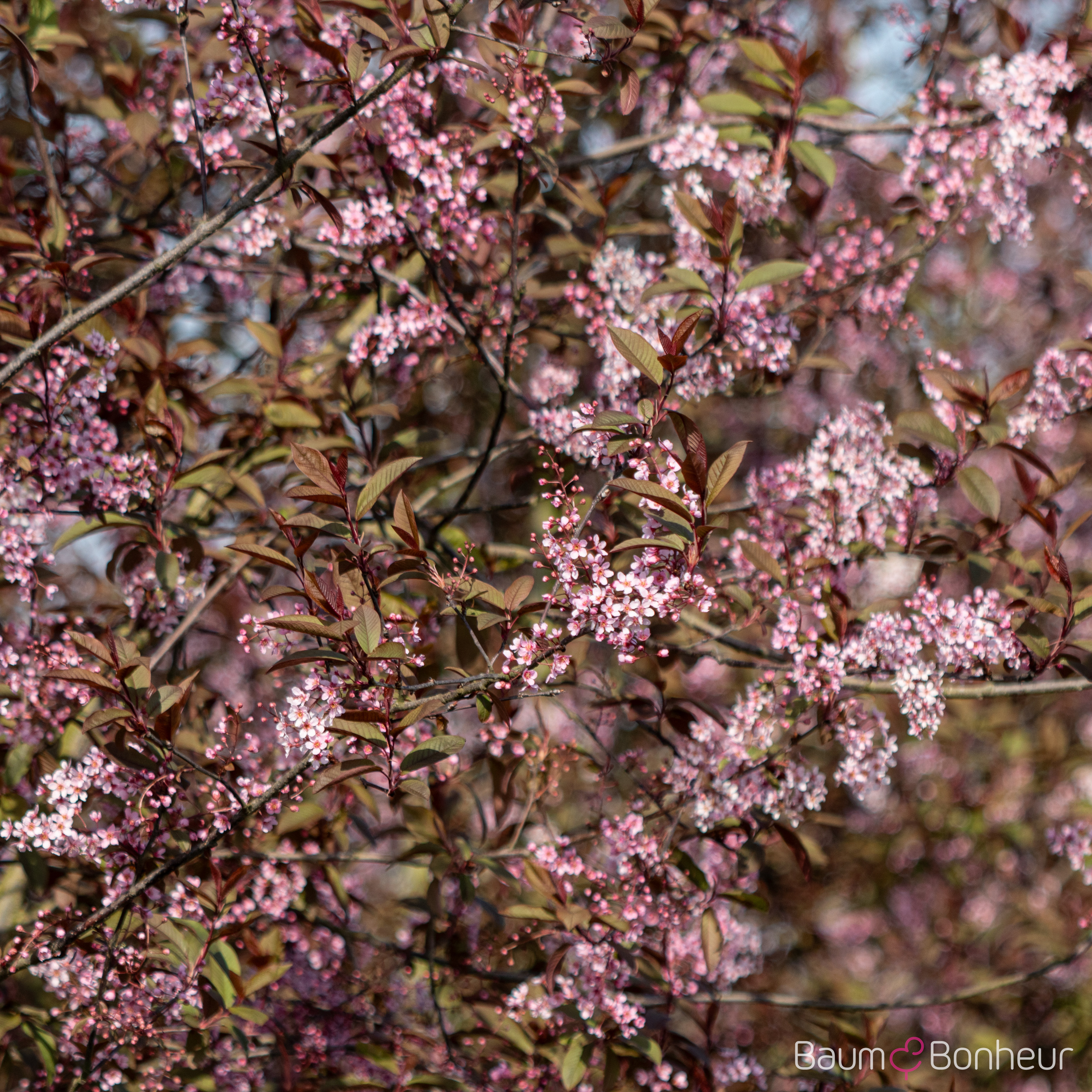 Prunus padus 'Colorata'