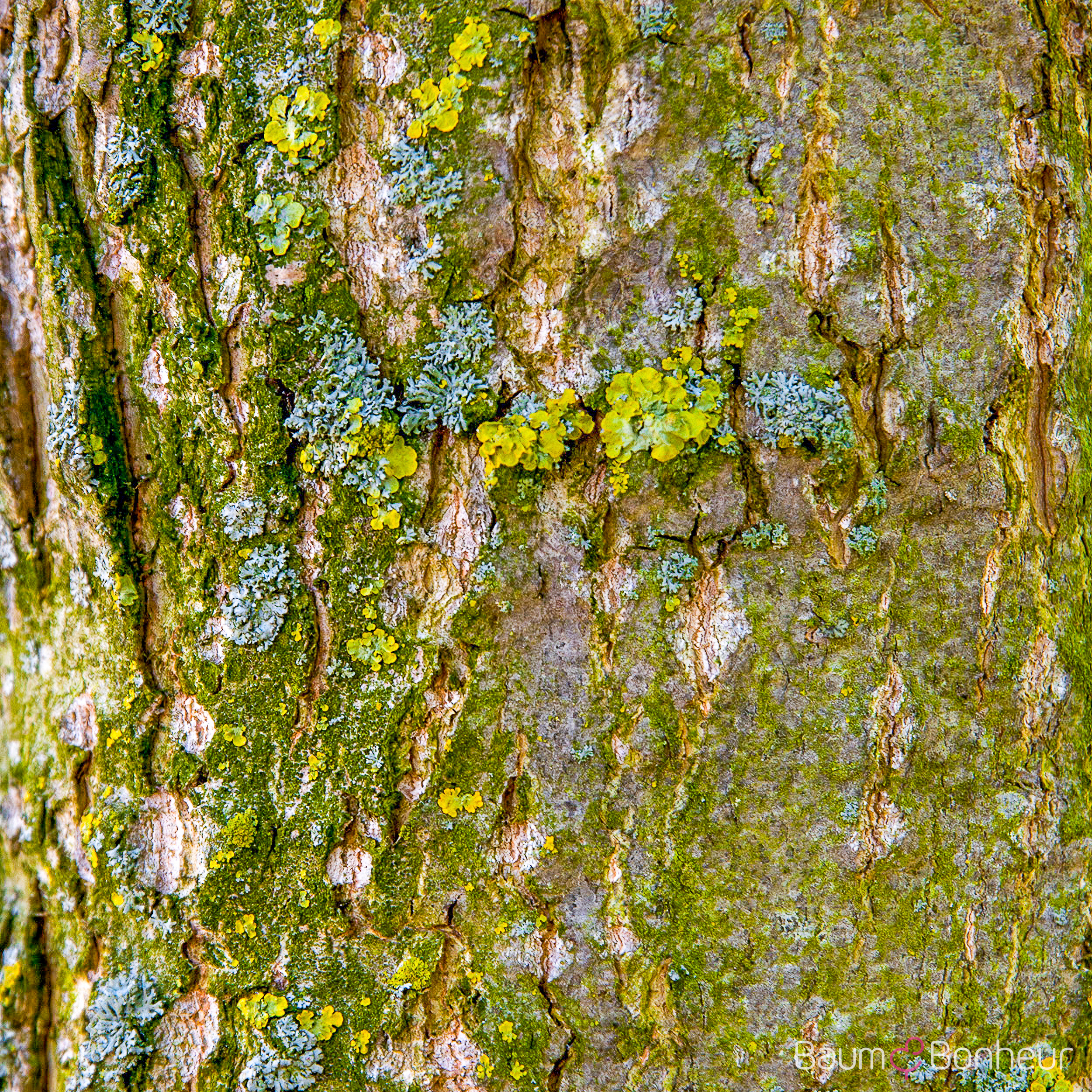 Populus canadensis 'Robusta'