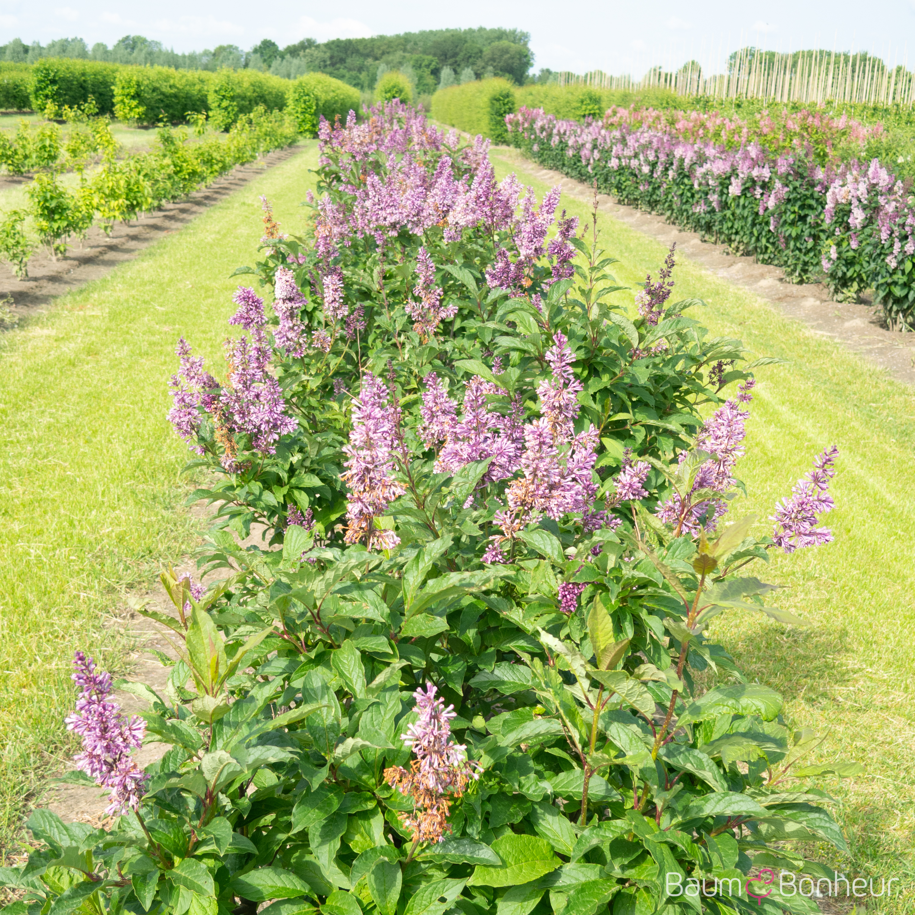 Syringa prestoniae 'Royalty'