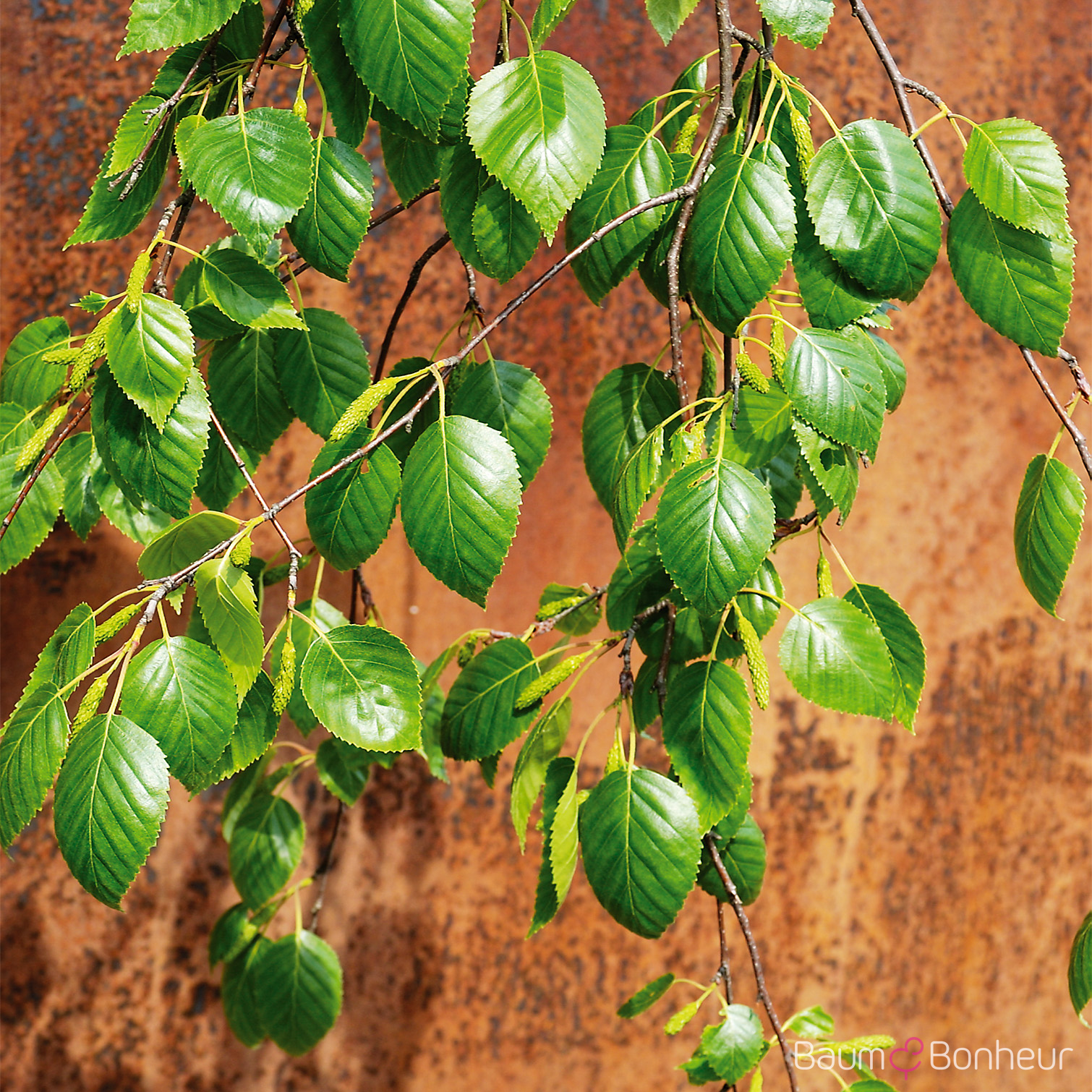Betula pubescens