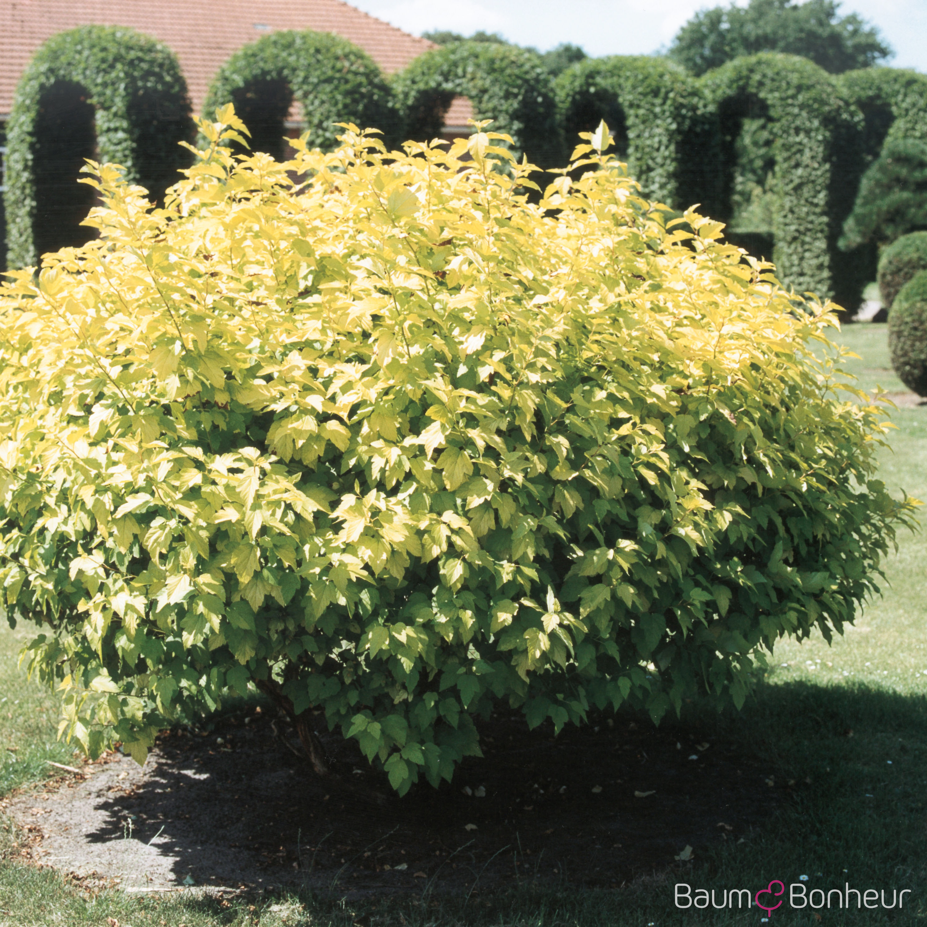 Physocarpus opulifolius 'Dart's Gold'