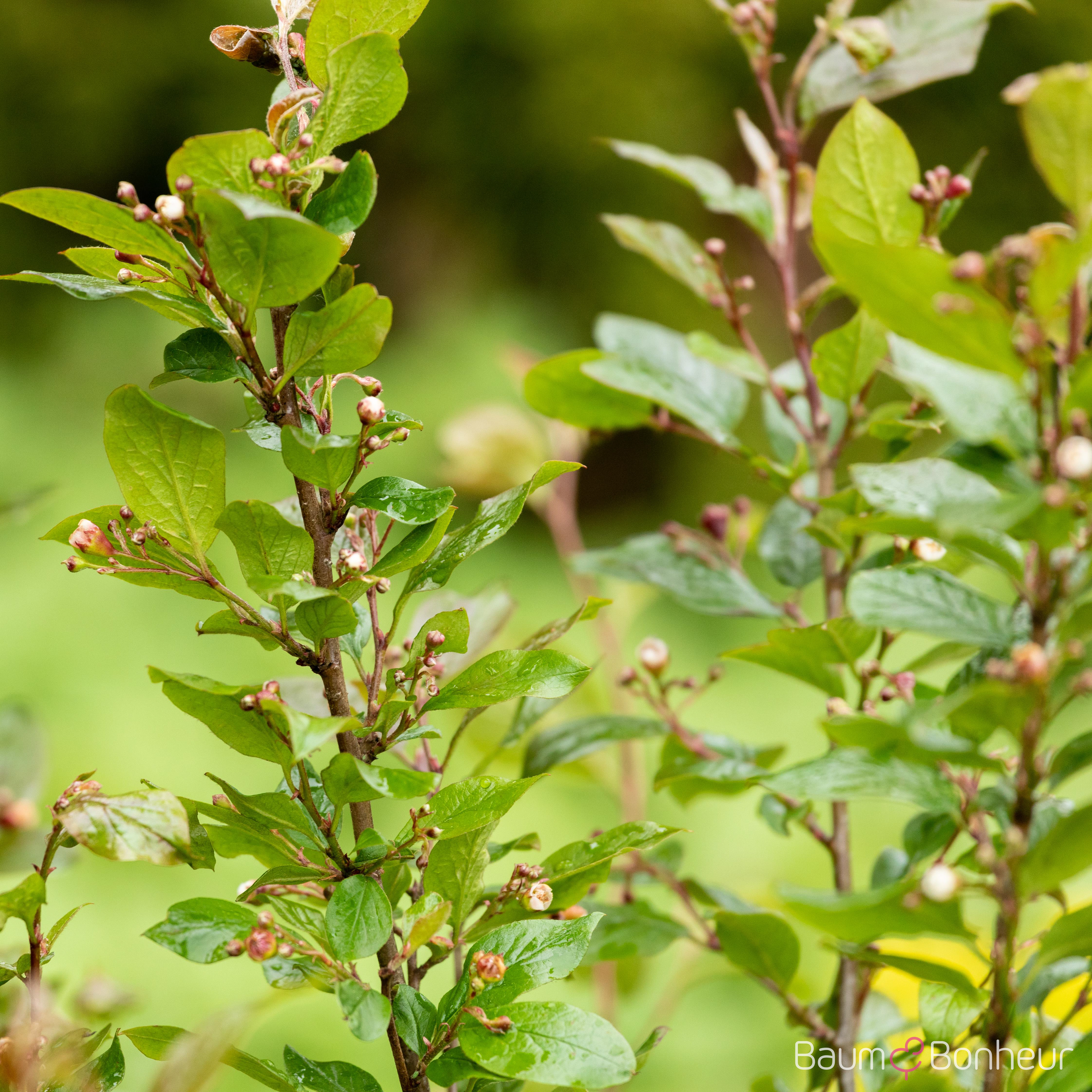 Cotoneaster acutifolius