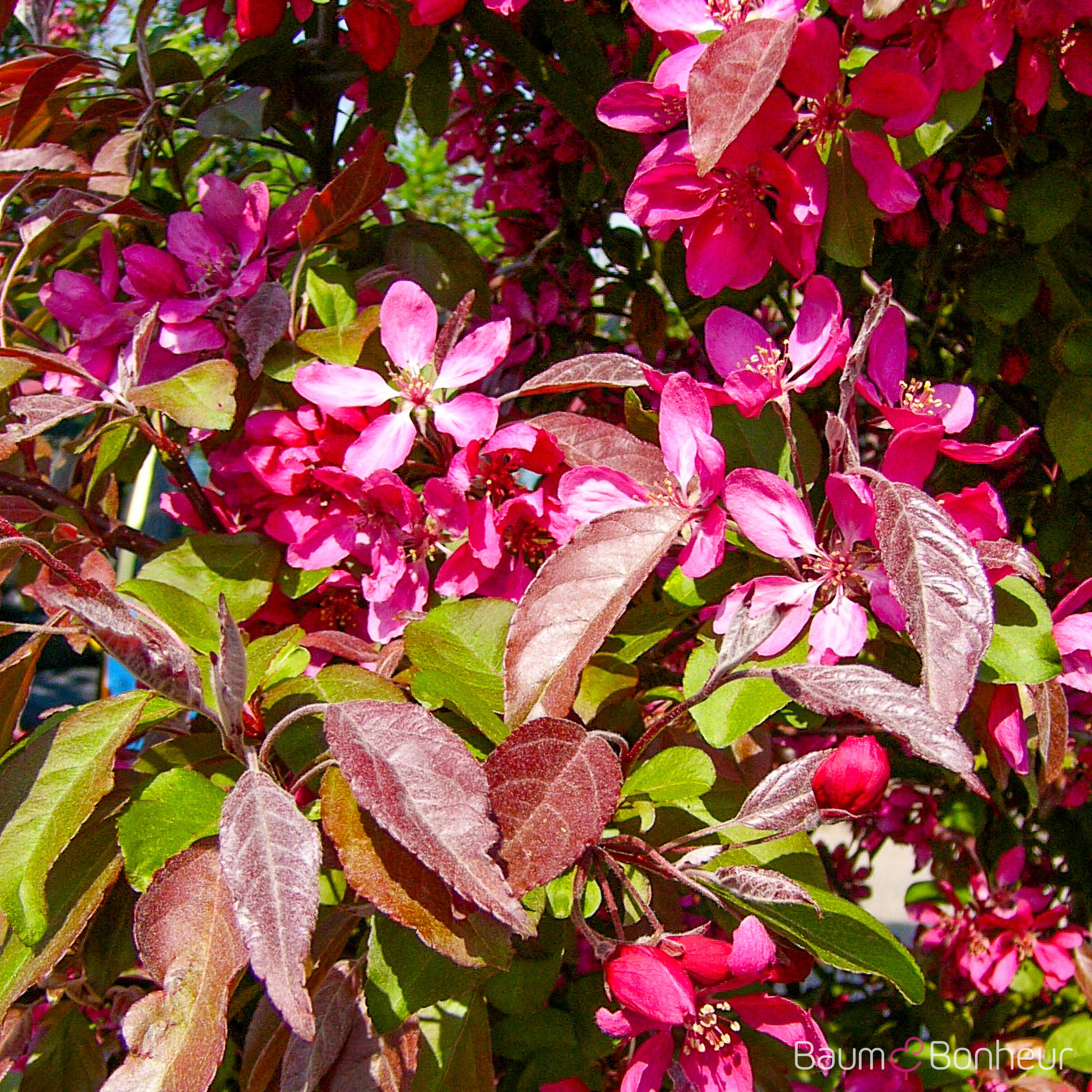 Malus 'Profusion'