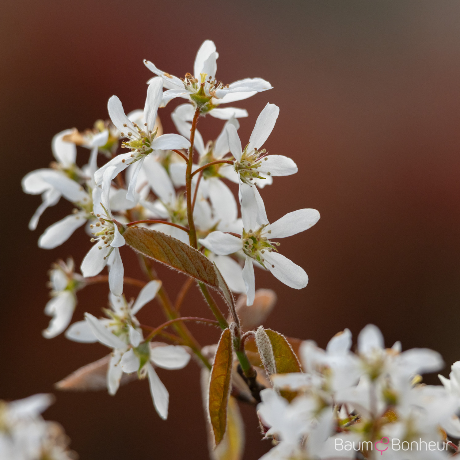 Amelanchier laevis