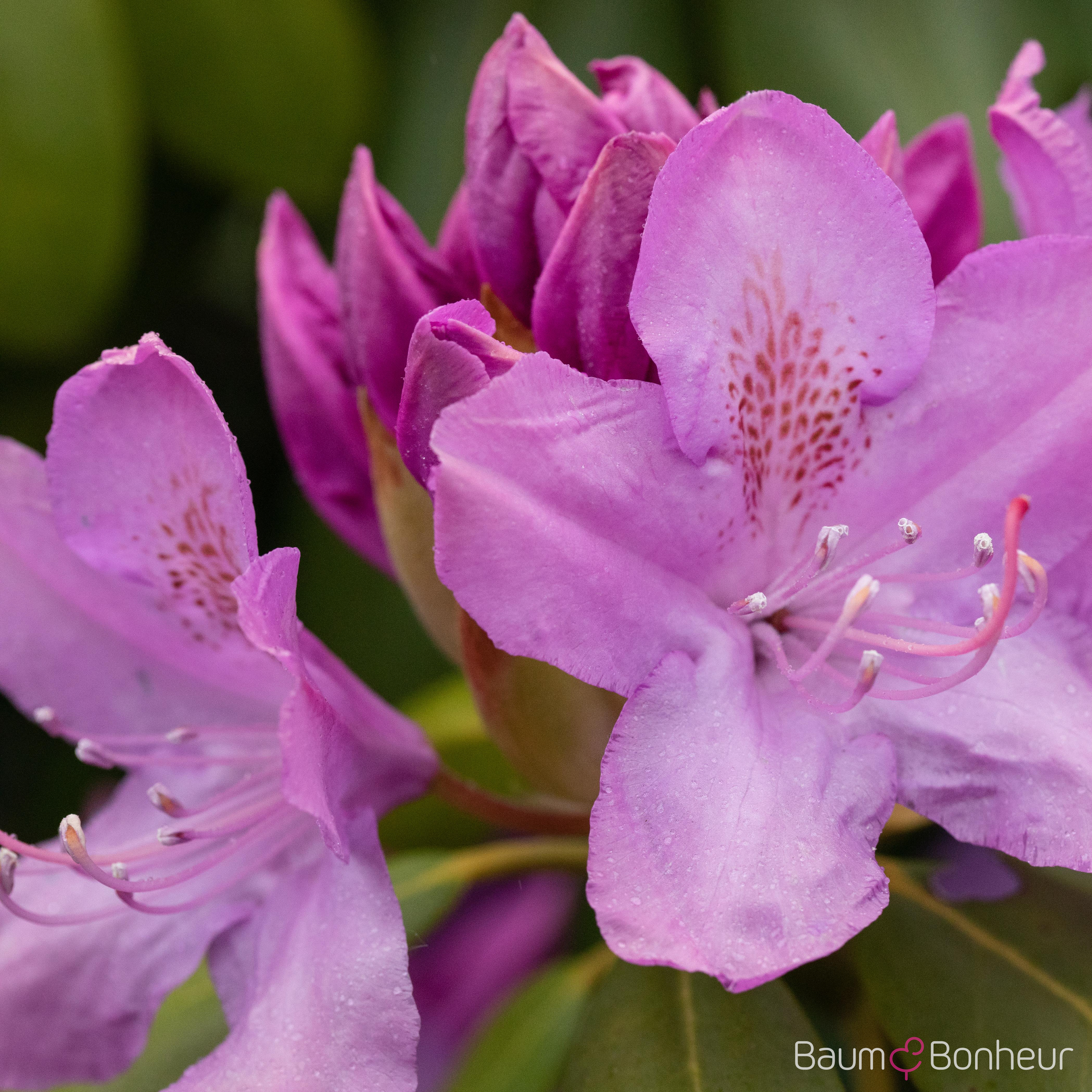 Rhododendron 'Catawbiense Boursault'