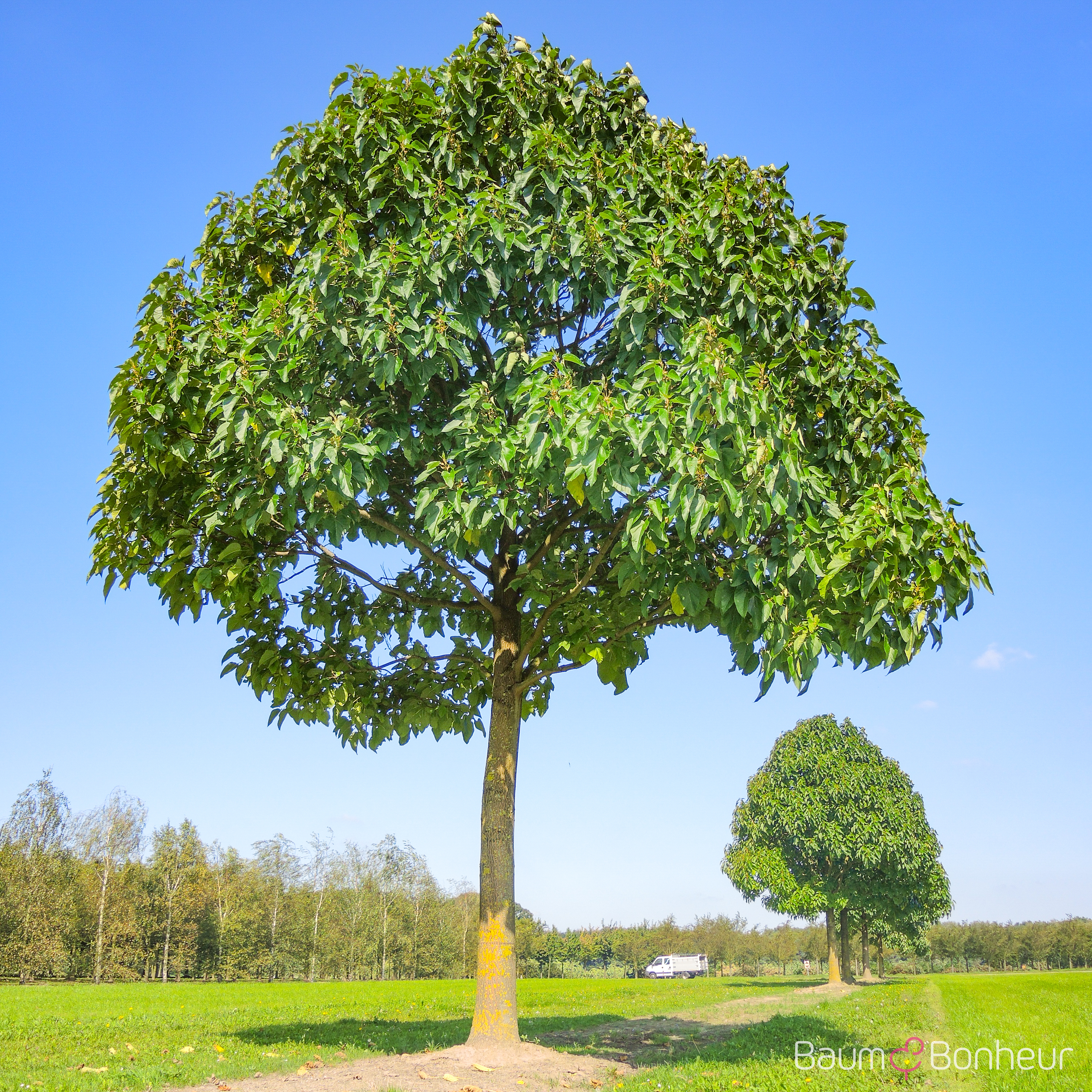 Paulownia fortunei 'Fast Blue' -R-
