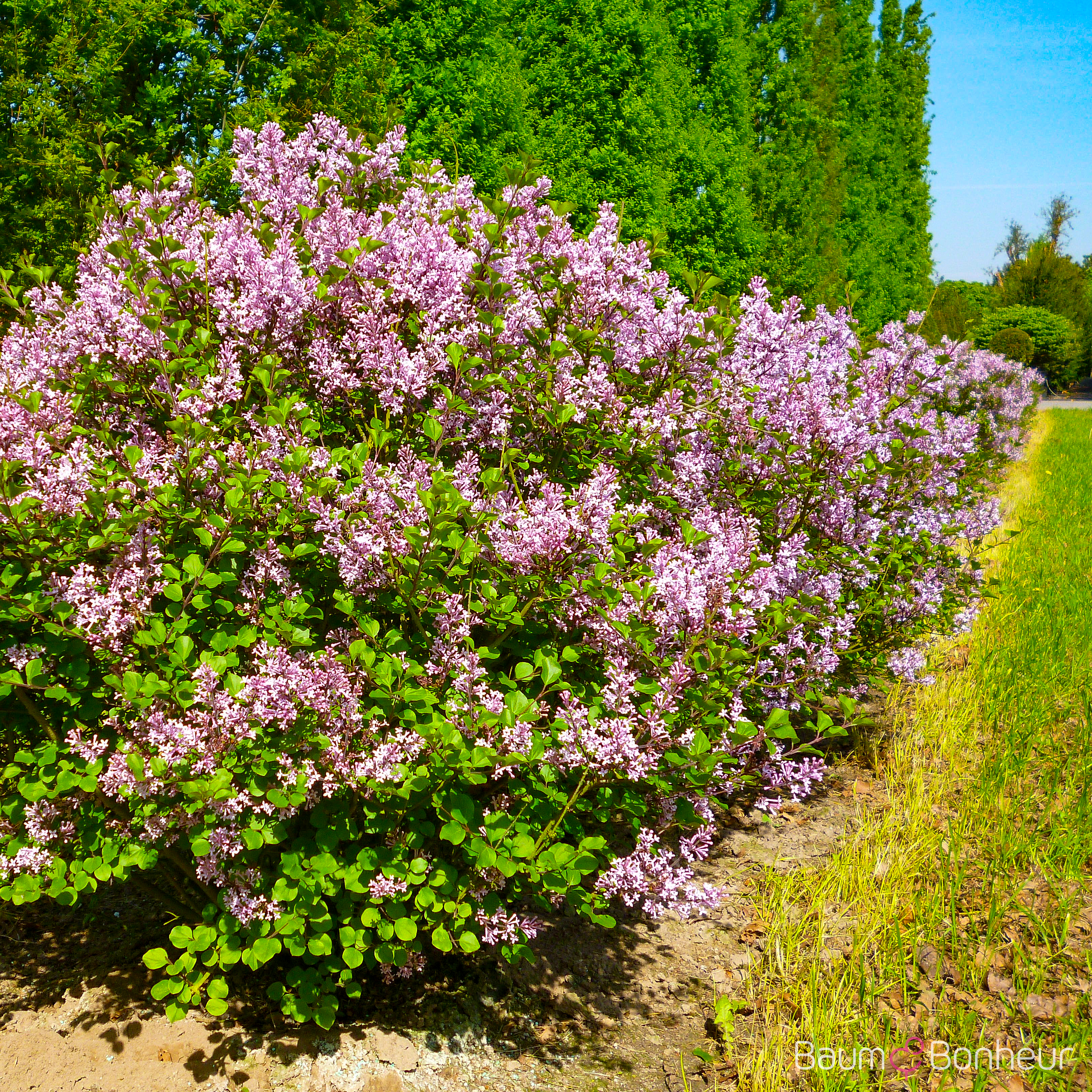Syringa meyeri 'Palibin'