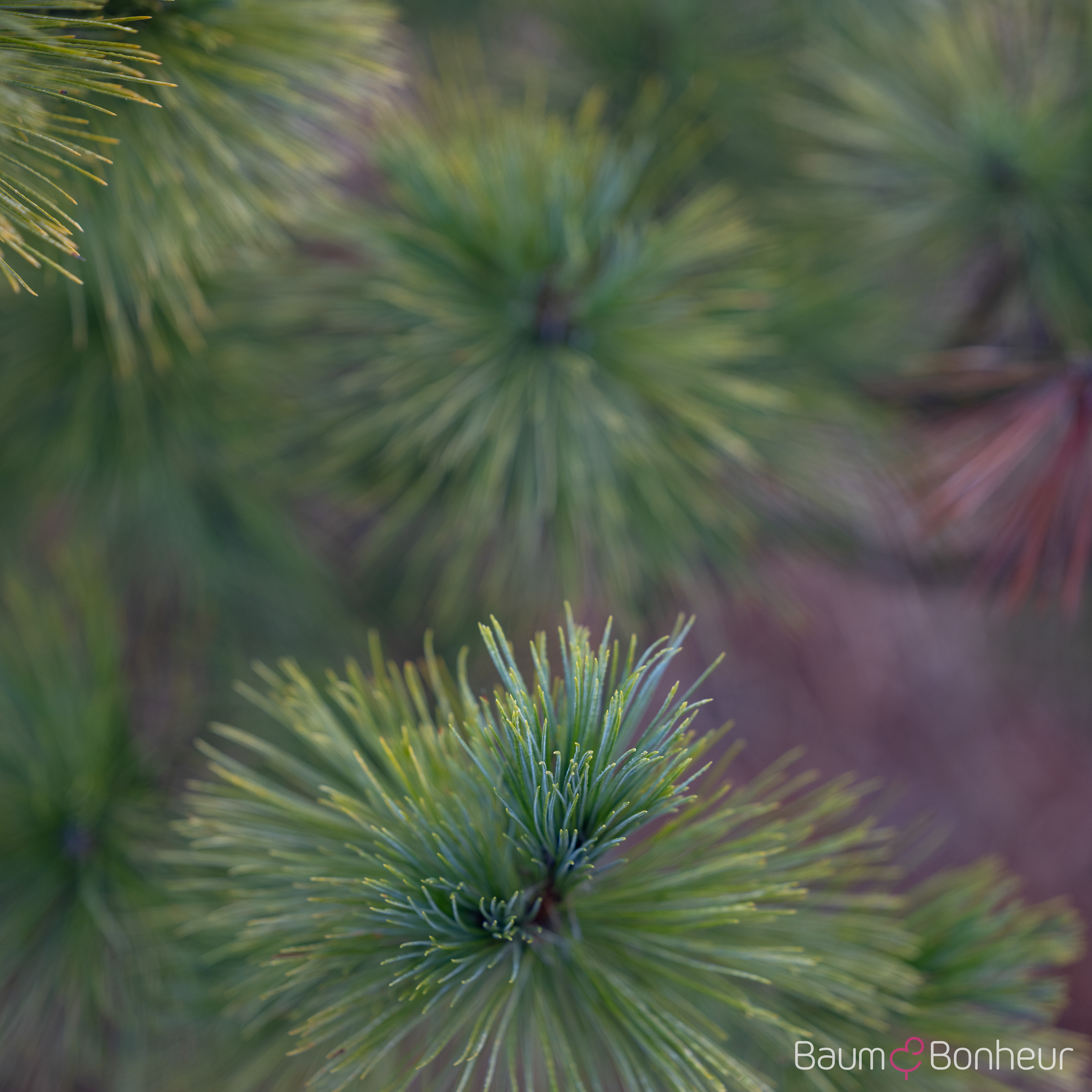 Pinus peuce