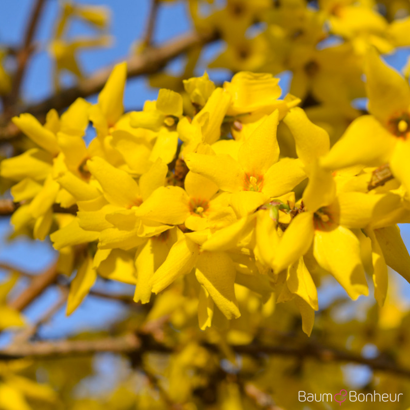 Forsythia 'Beatrix Farrand'