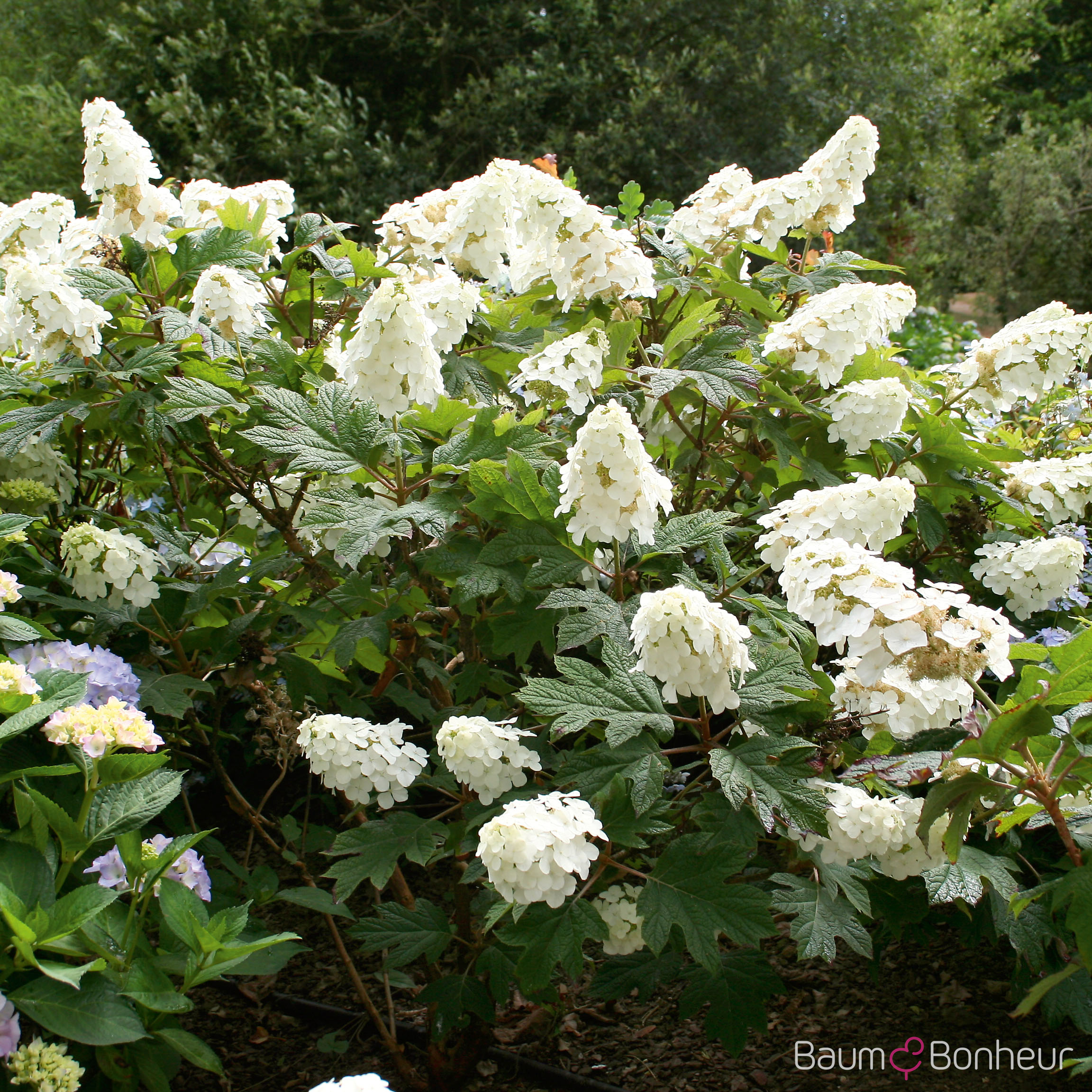 Hydrangea quercifolia 'Snow Queen'