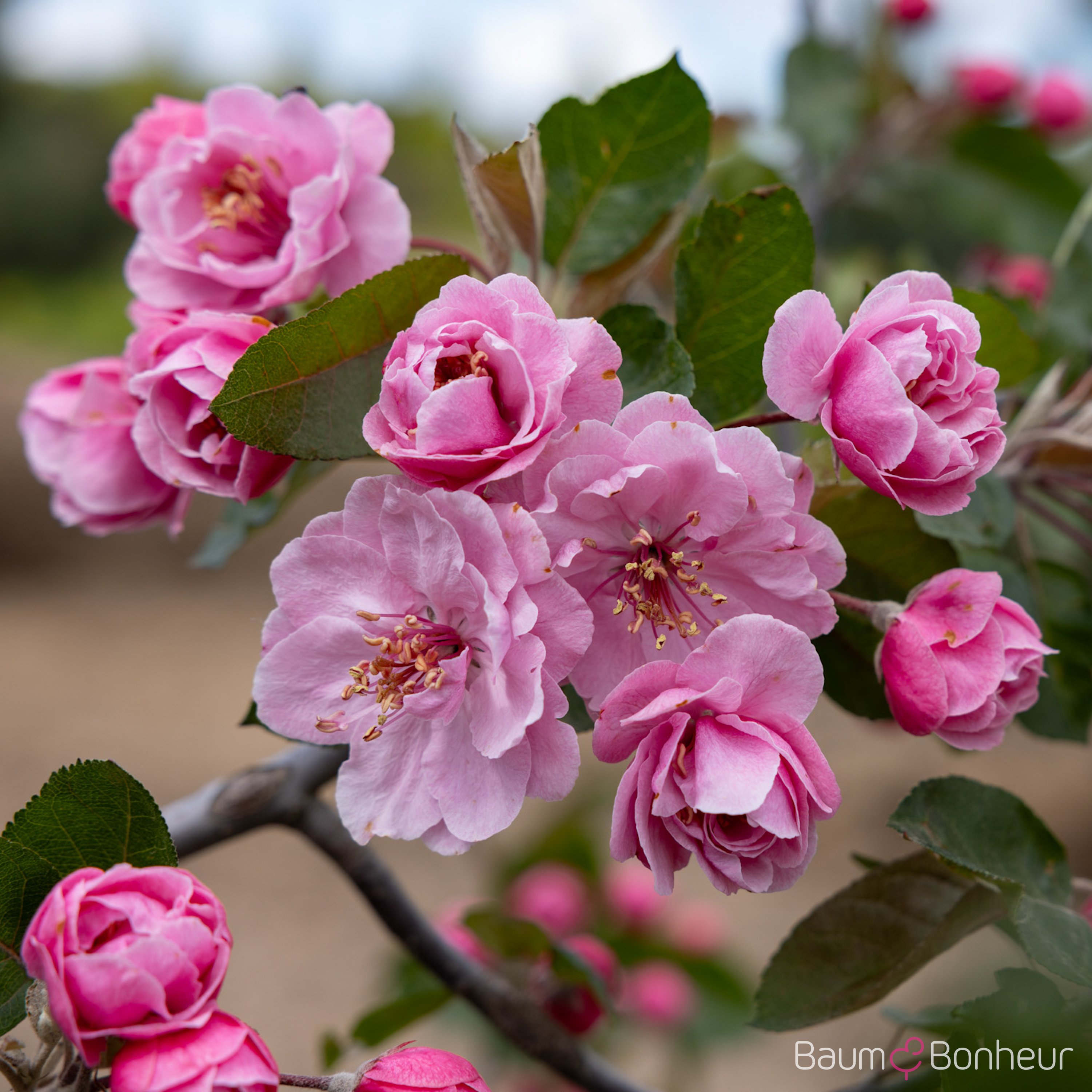 Malus 'Brandy Magic'
