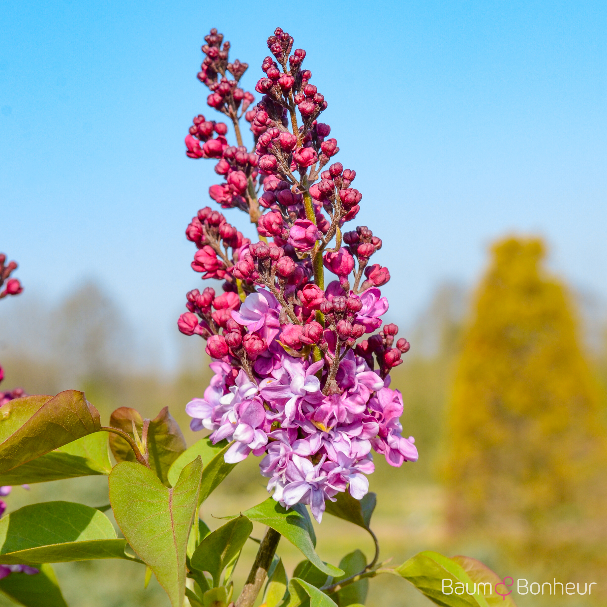 Syringa vulgaris 'Prince Wolkonsky'