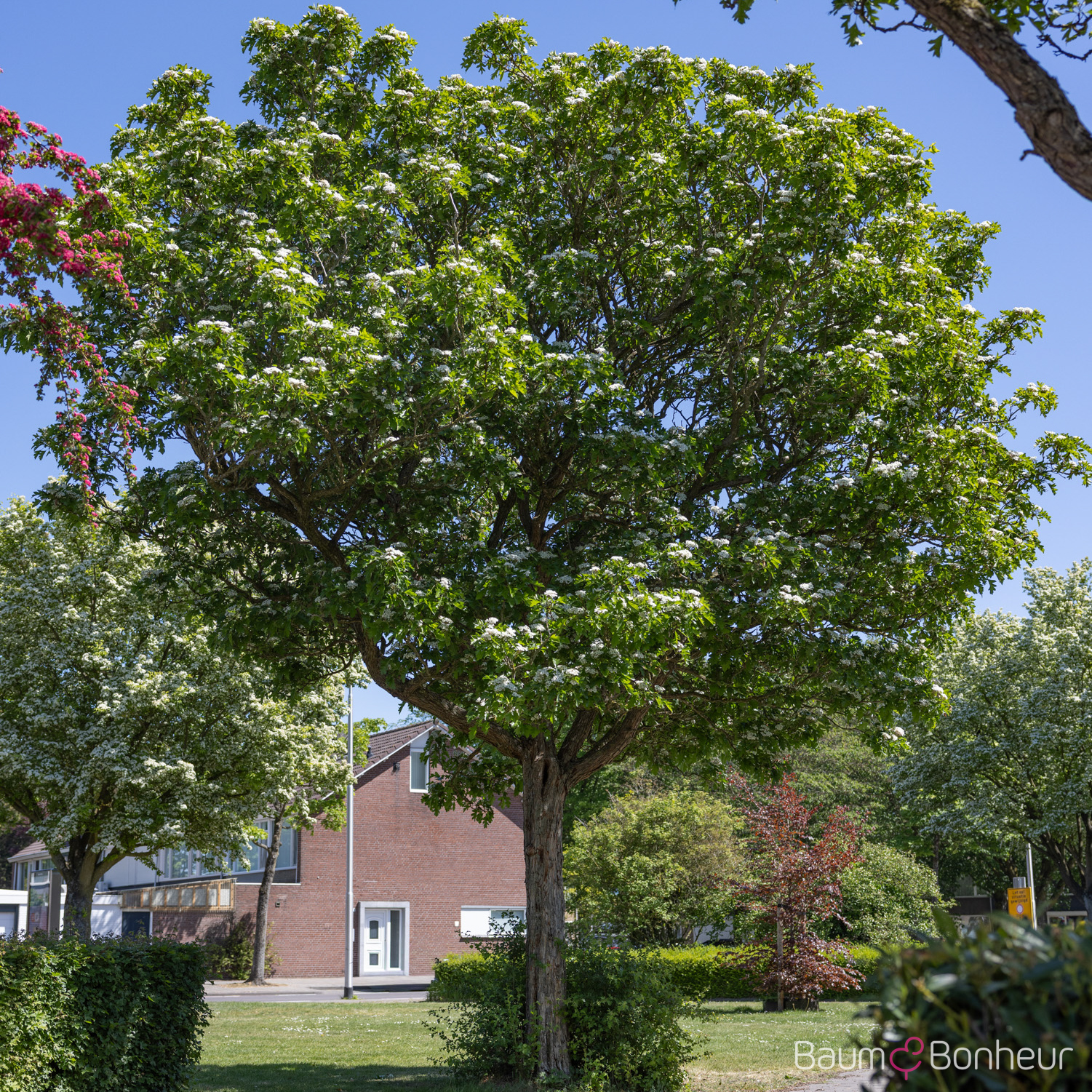 Crataegus coccinea
