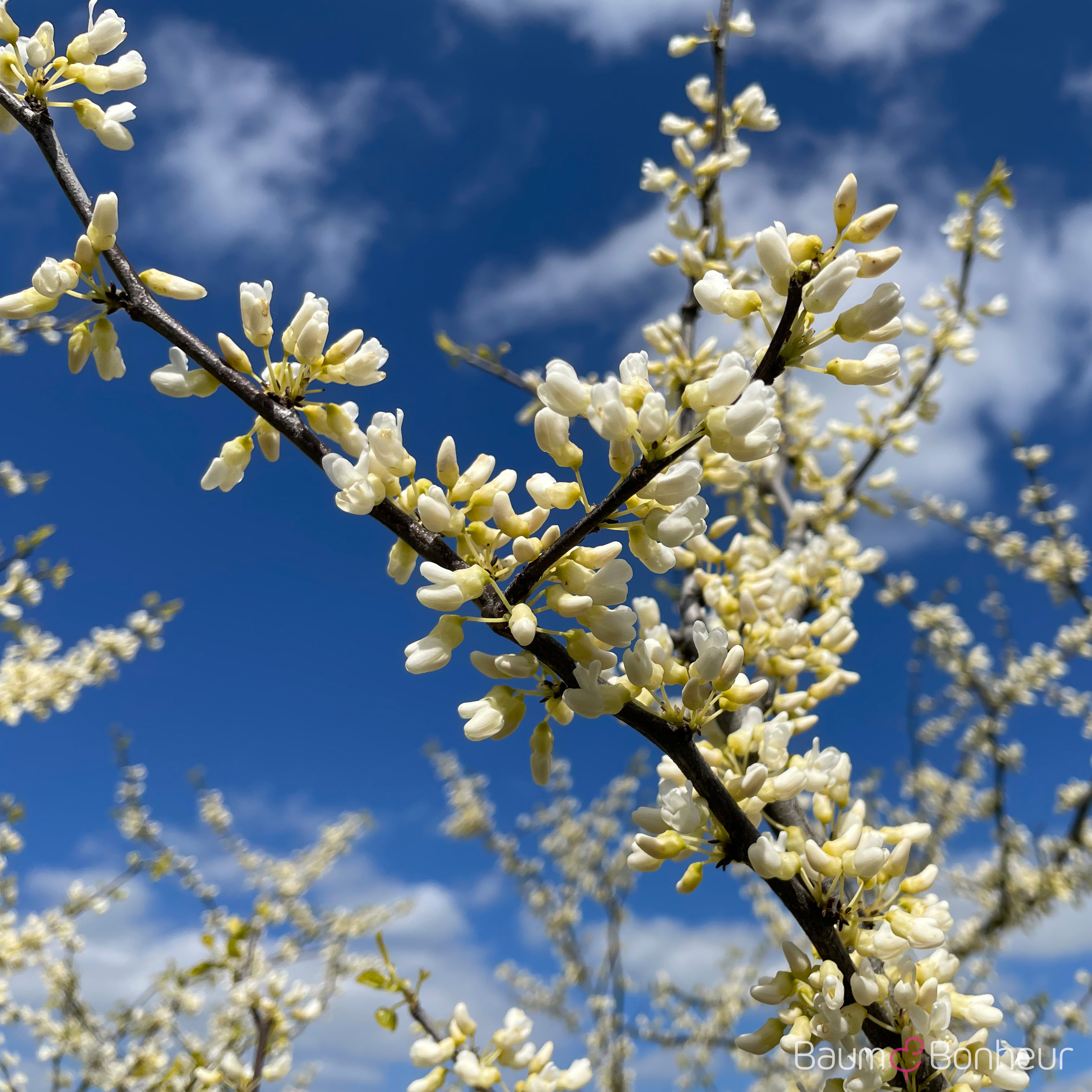 Cercis siliquastrum 'Alba'