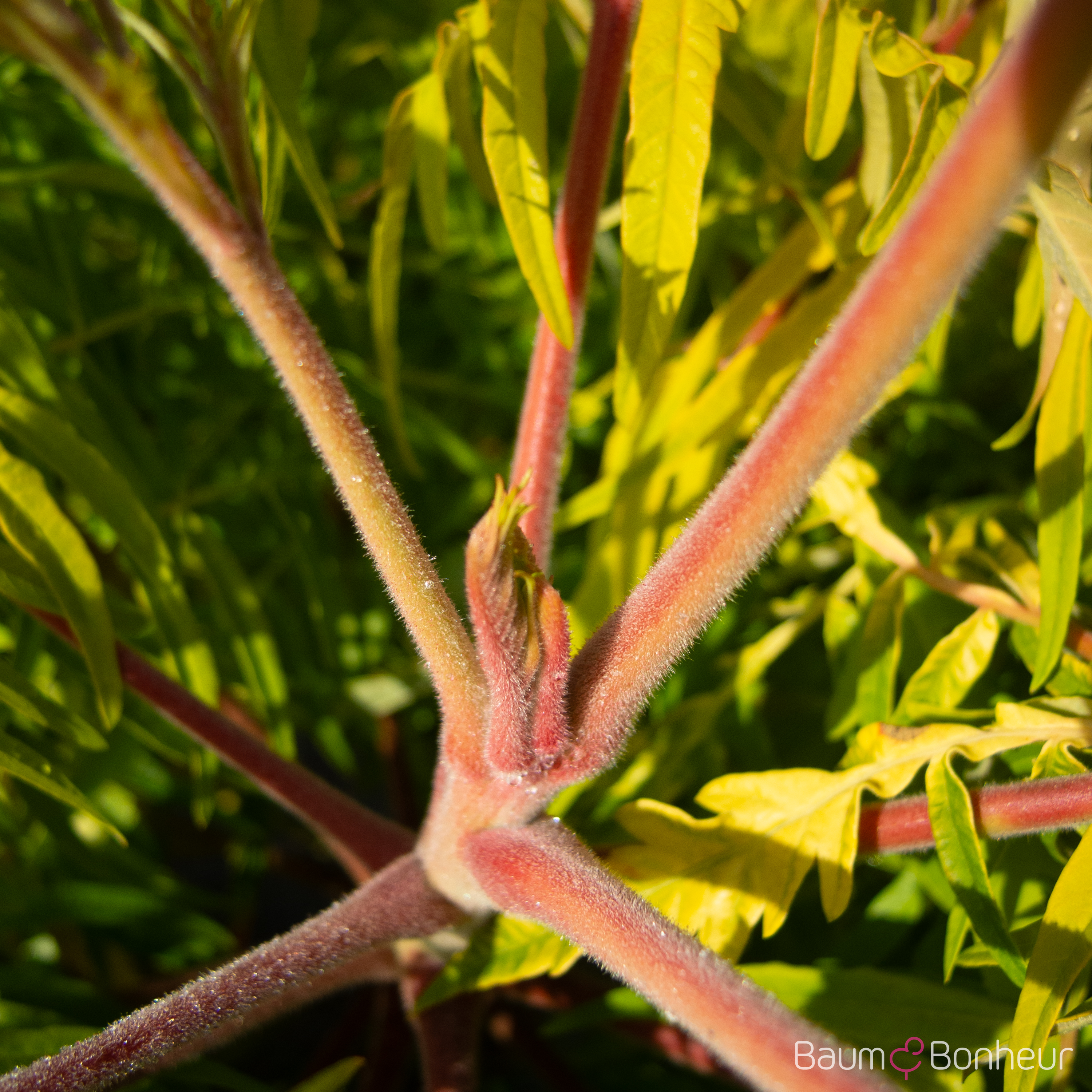 Rhus typhina 'Tiger Eyes' -R-
