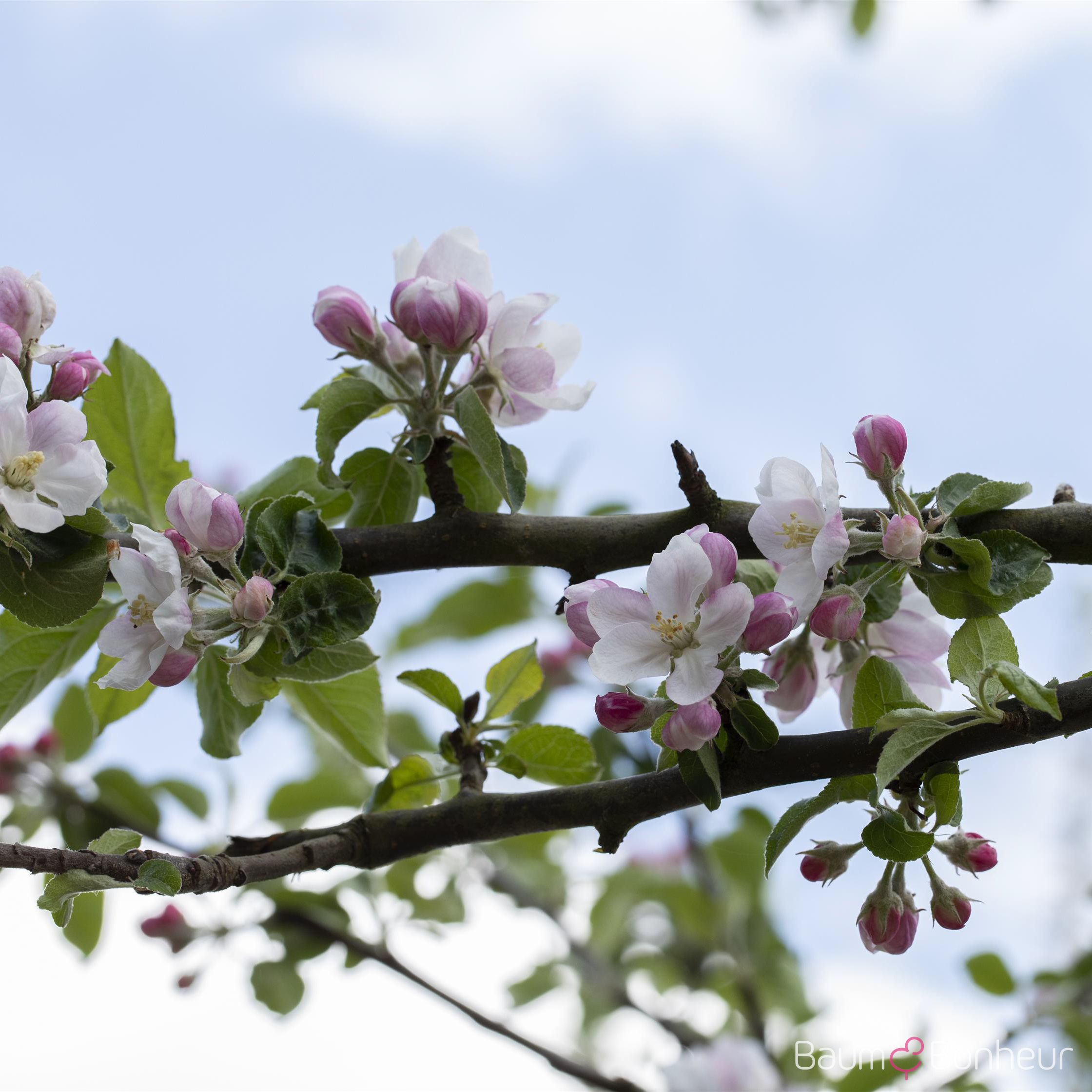 Malus 'Rheinischer Bohnapfel'