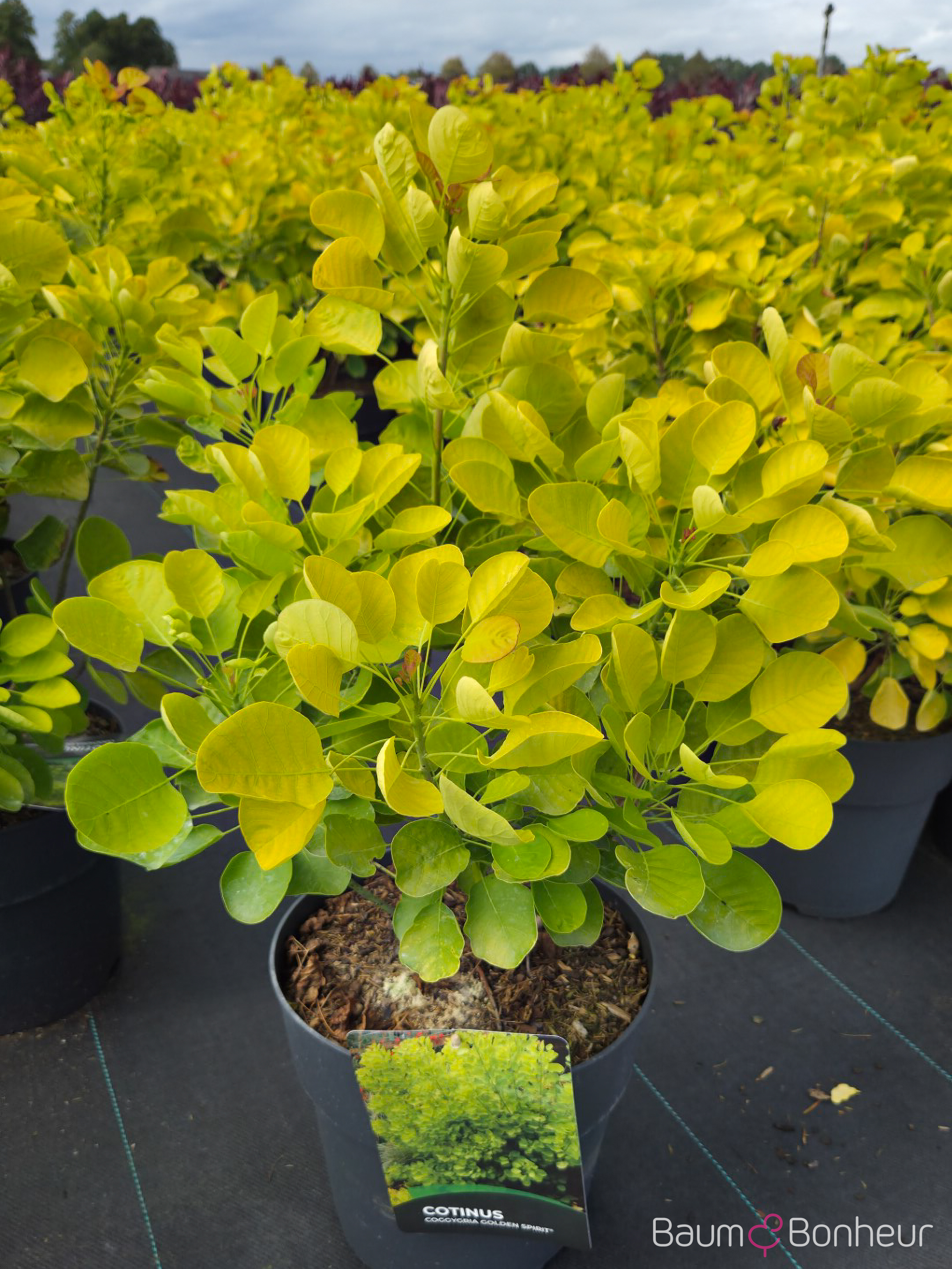 Cotinus coggygria 'Golden Spirit' -R-
