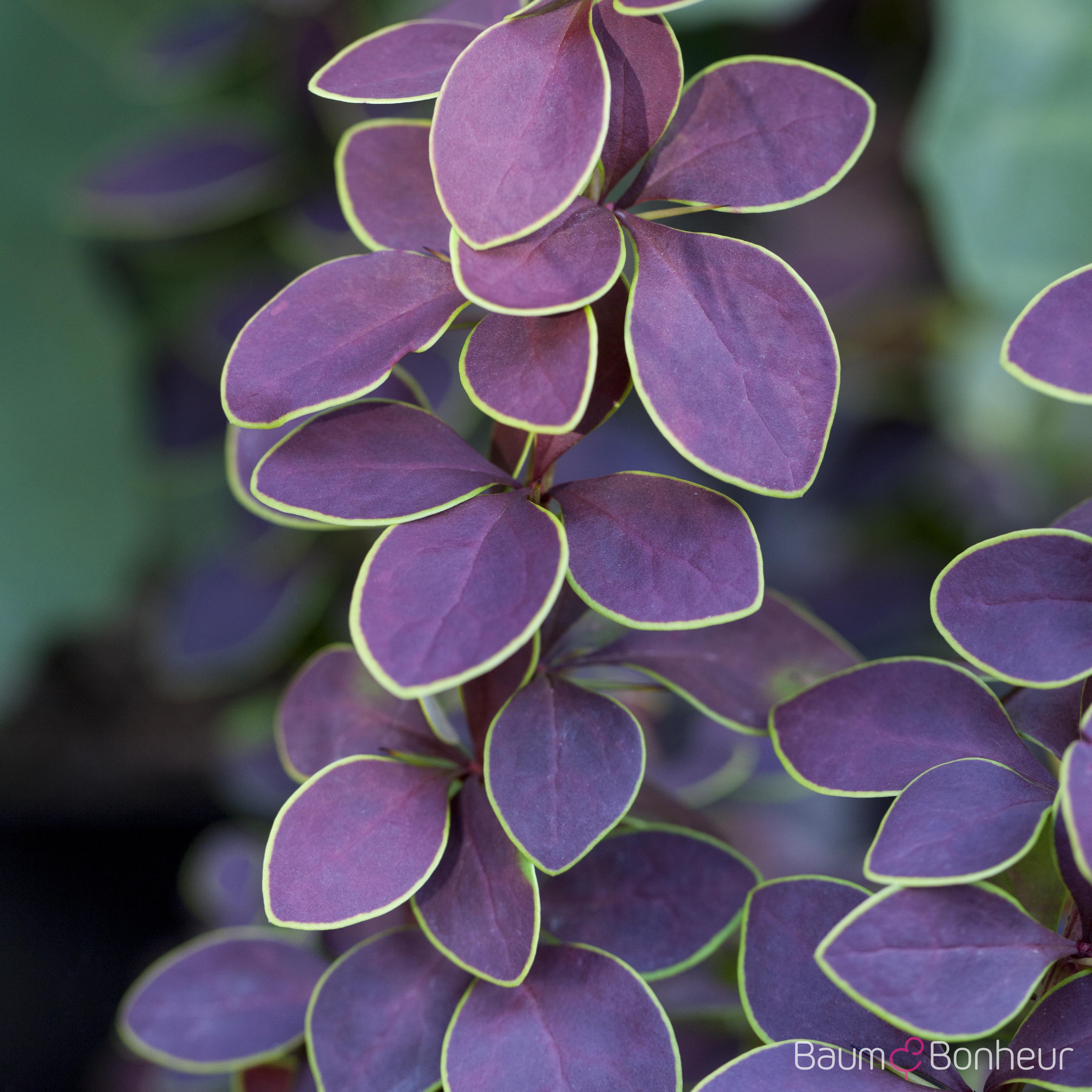Berberis thunbergii 'Golden Ring'