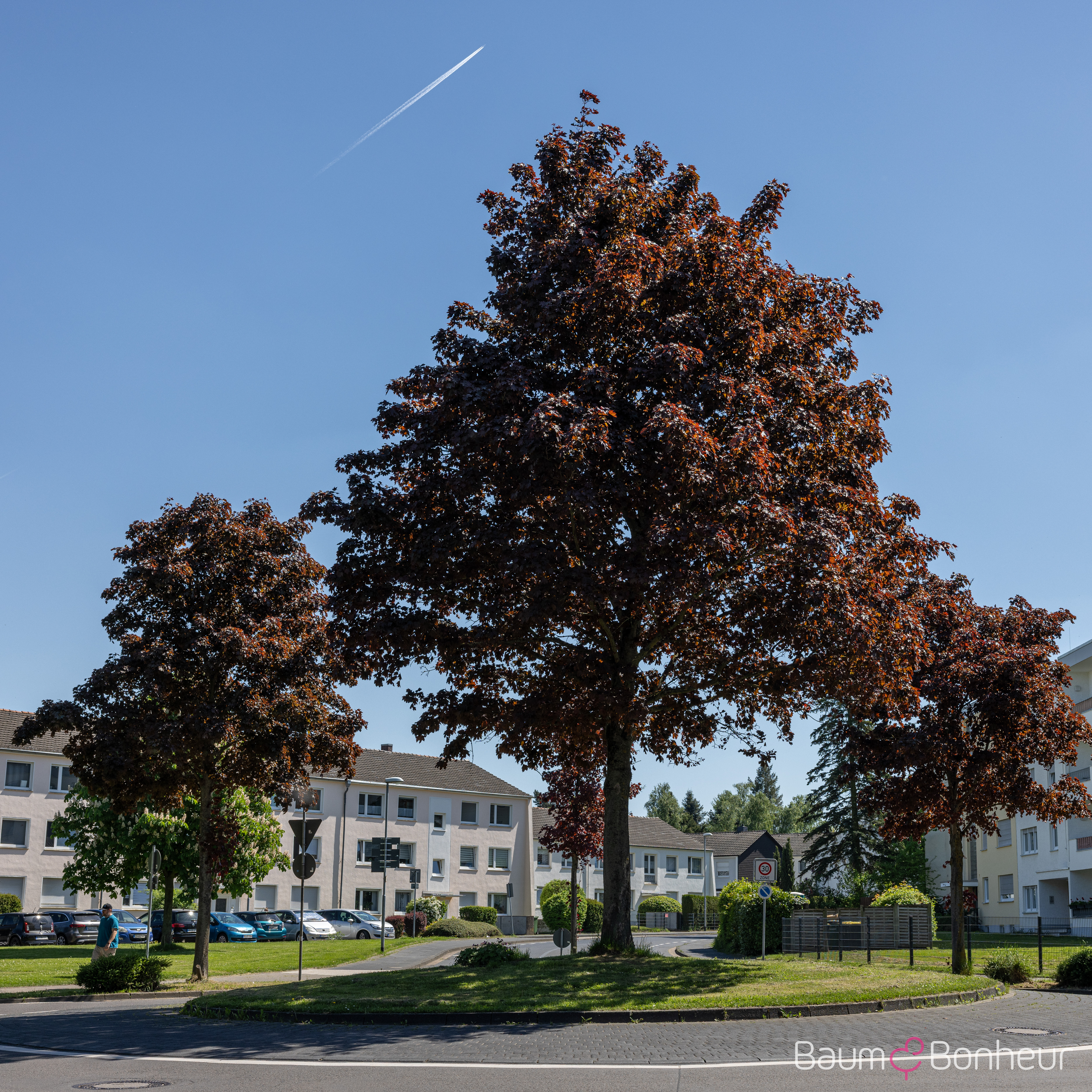 Acer platanoides 'Crimson King'