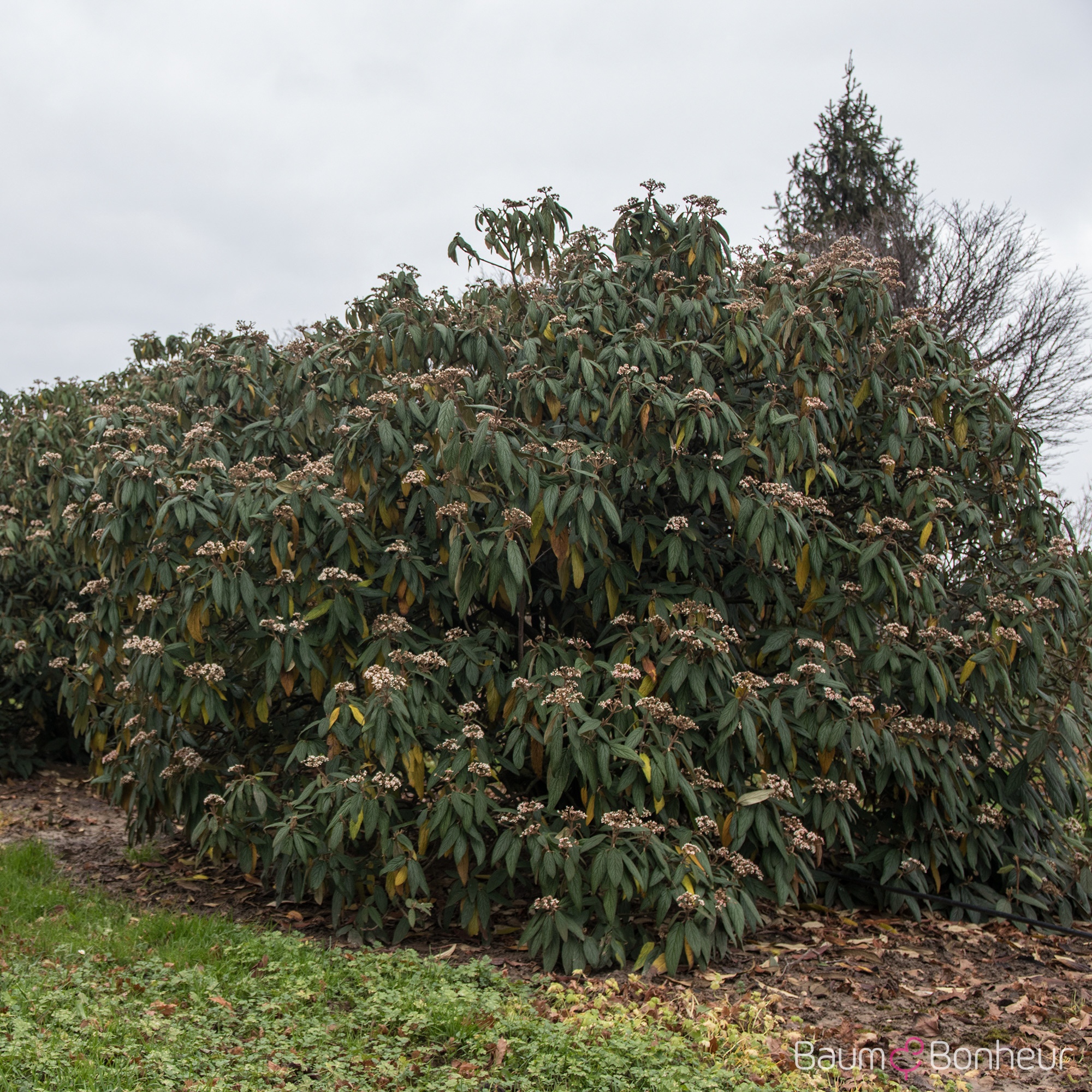 Viburnum rhytidophyllum