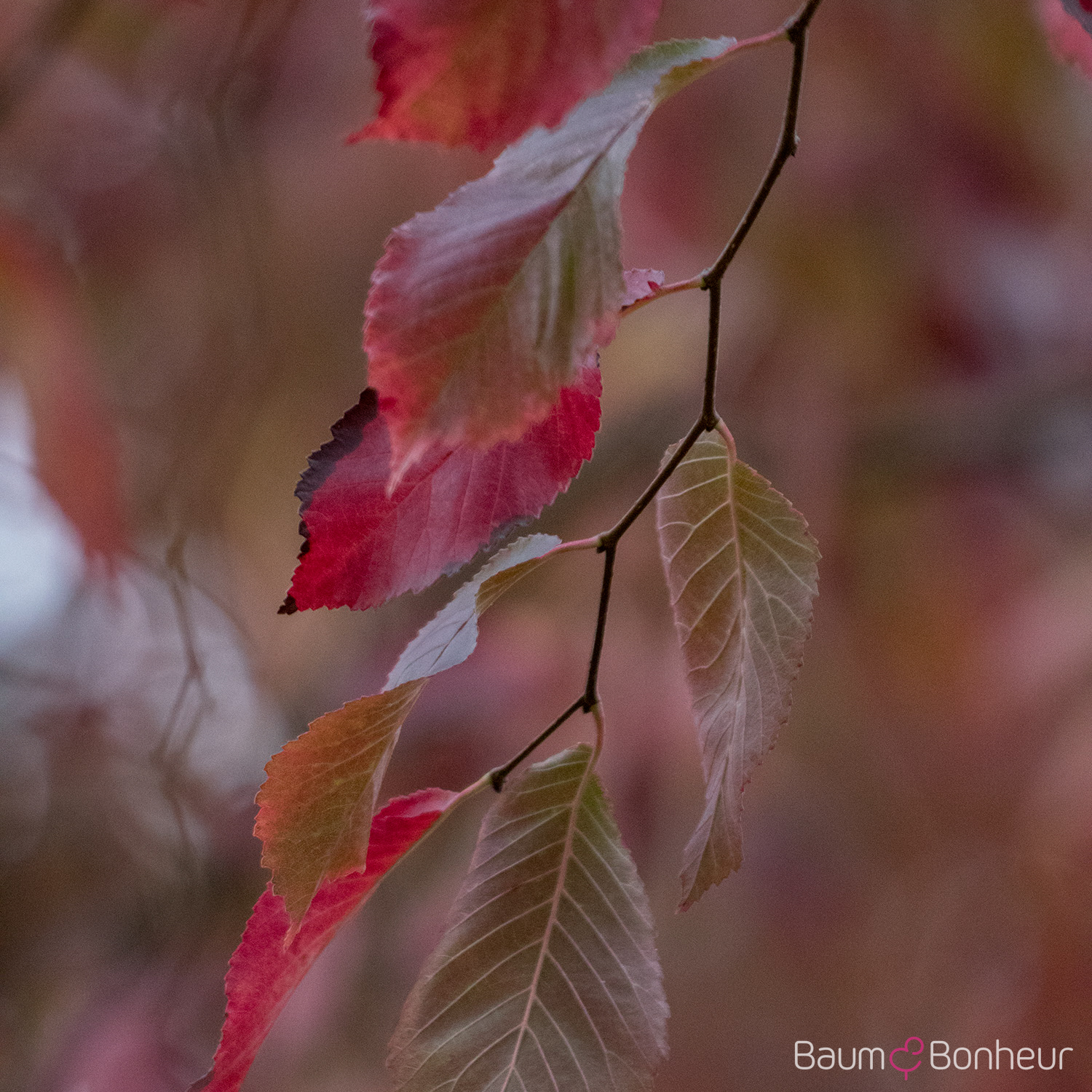Ulmus 'Frontier'